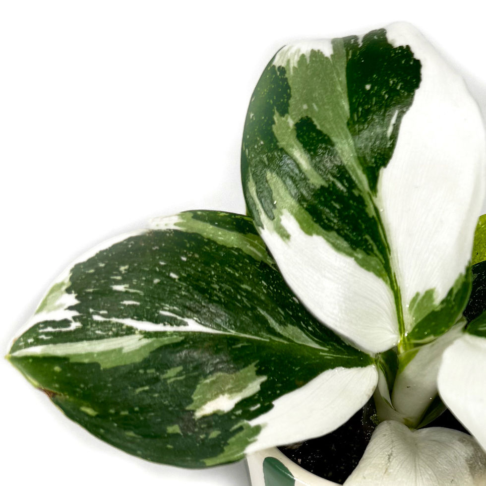 Philodendron 'White Wizard' Variegated Houseplant 6cm pot