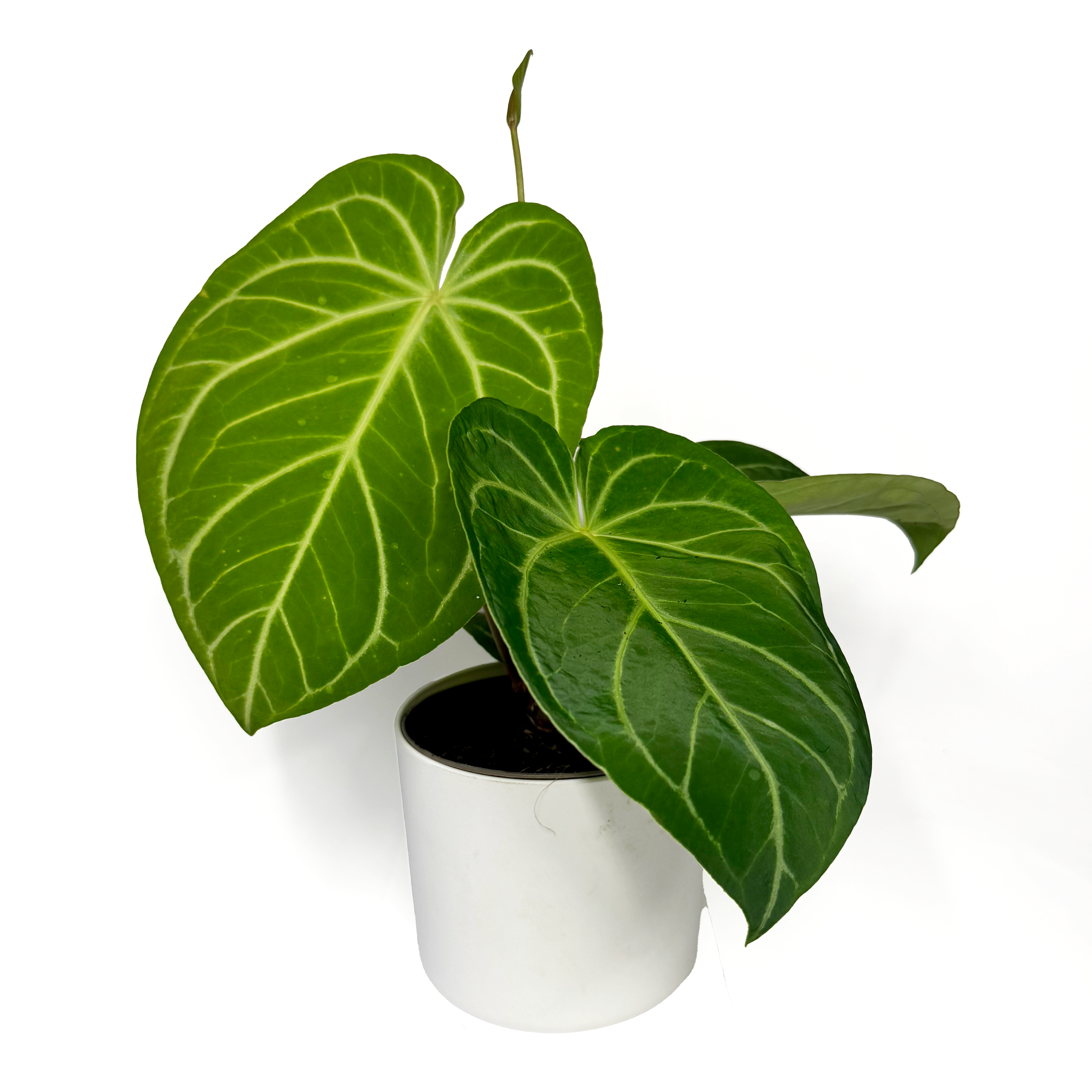 Anthurium 'Crystallinum x Magnificum'