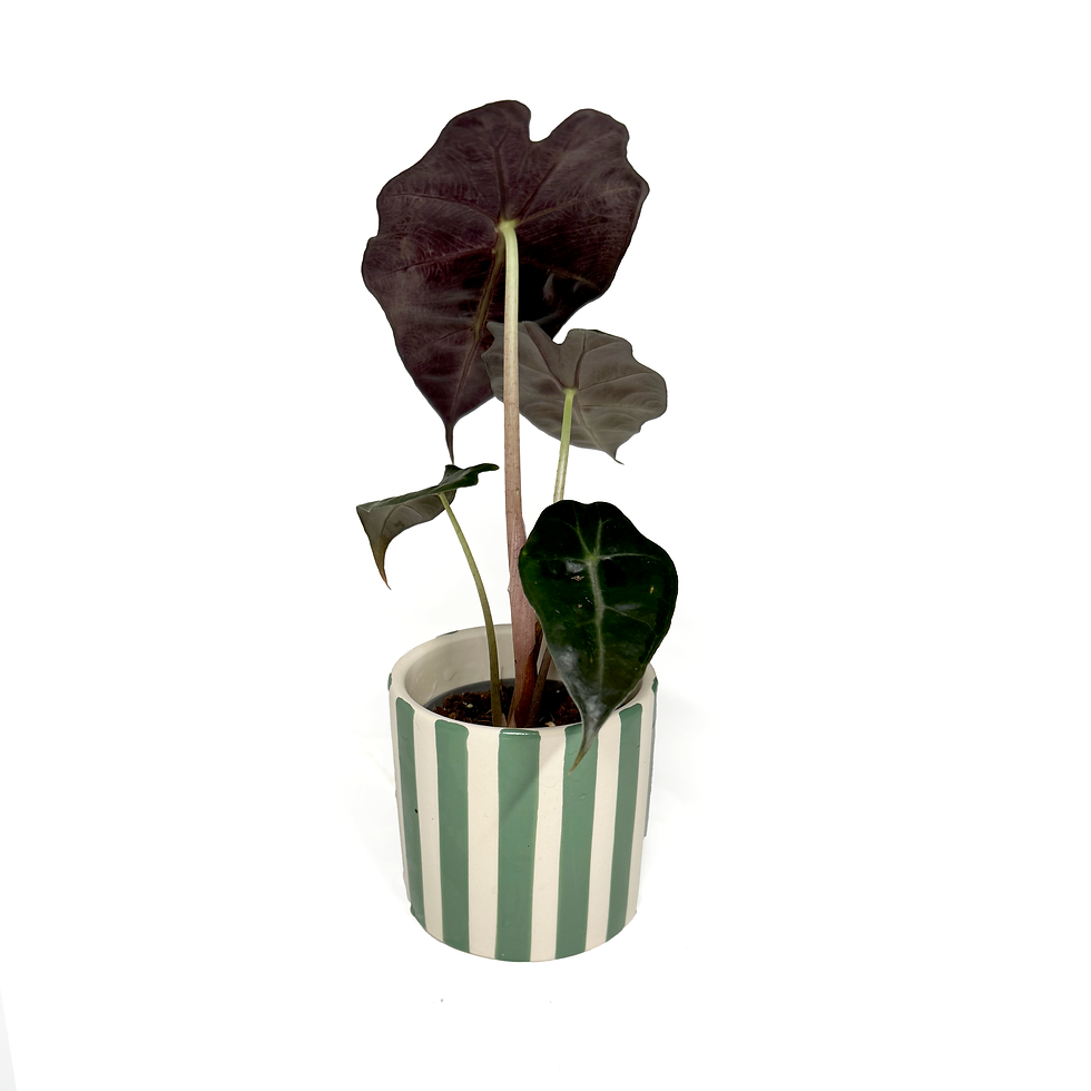 Thumbnail: Alocasia ‘Polly Baby Houseplant back