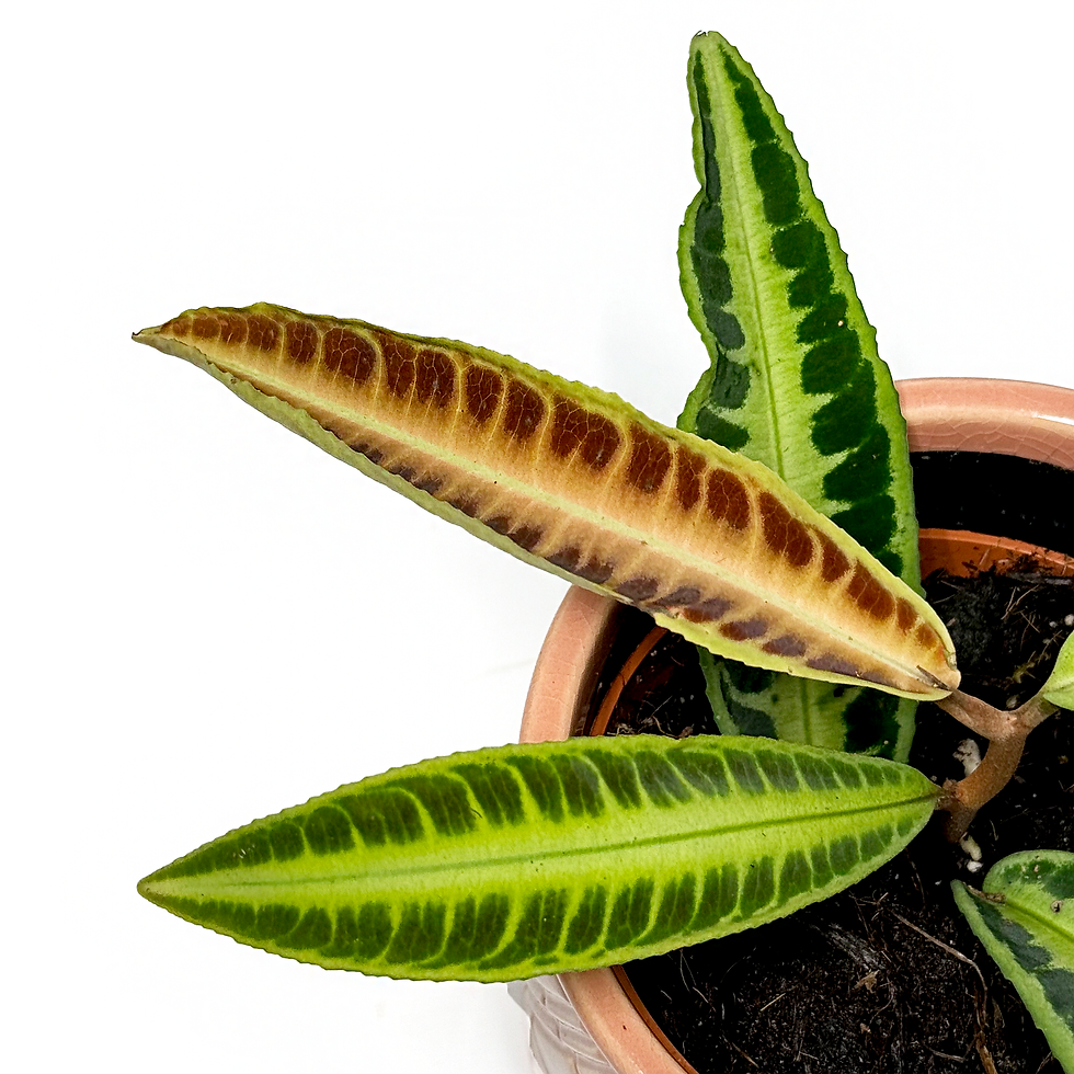 Thumbnail: Labisia 'Jabi Sunrise' 10.5cm