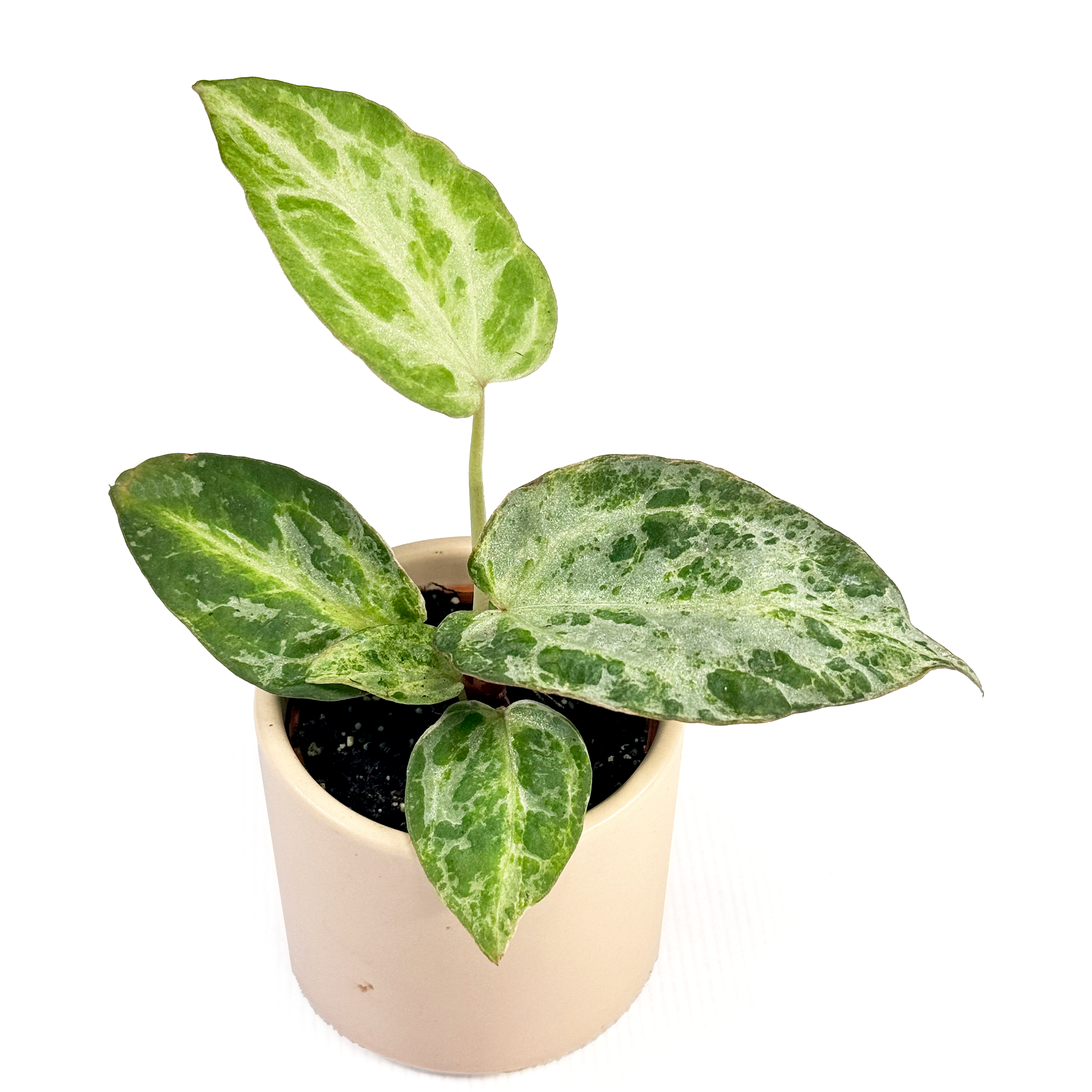 Anthurium 'Silver Blush Mint' 6cm