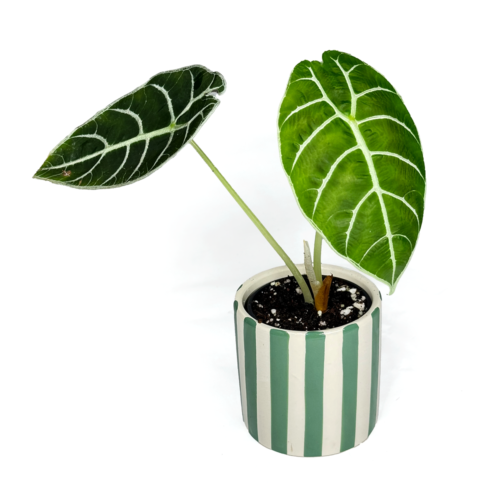 Thumbnail: Alocasia Watsoniana 'Pride of Curup' 6cm