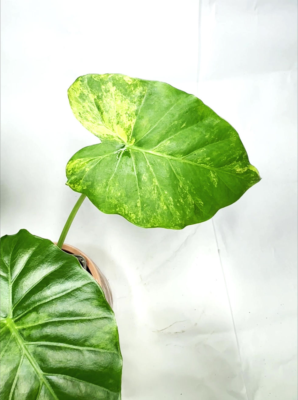 Thumbnail: Alocasia Odora 'Aurea Variegata'
