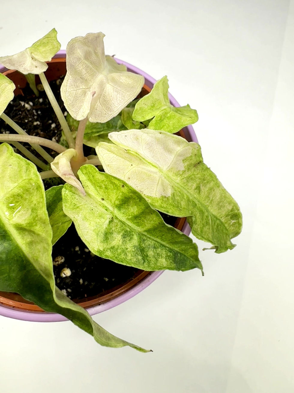 Thumbnail: Alocasia ‘Polly Yellow Variegated’