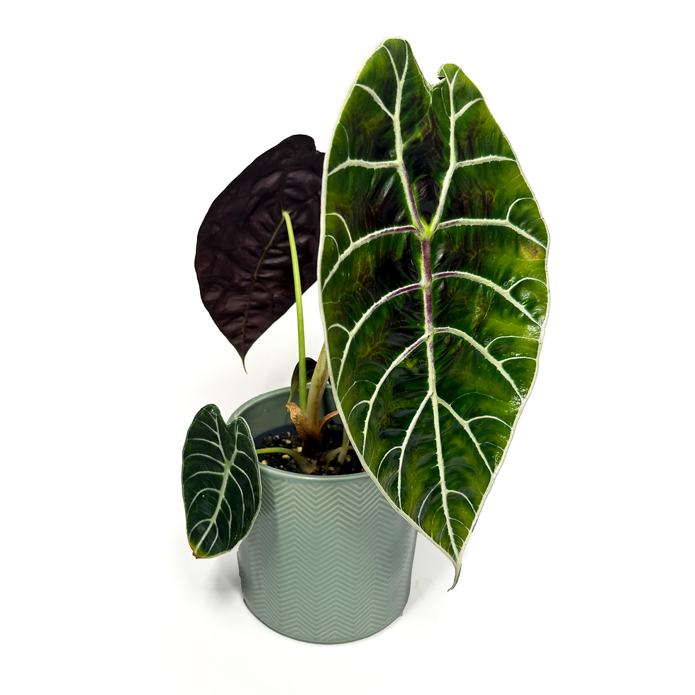 Thumbnail: Alocasia Watsoniana 'Pride of Curup'