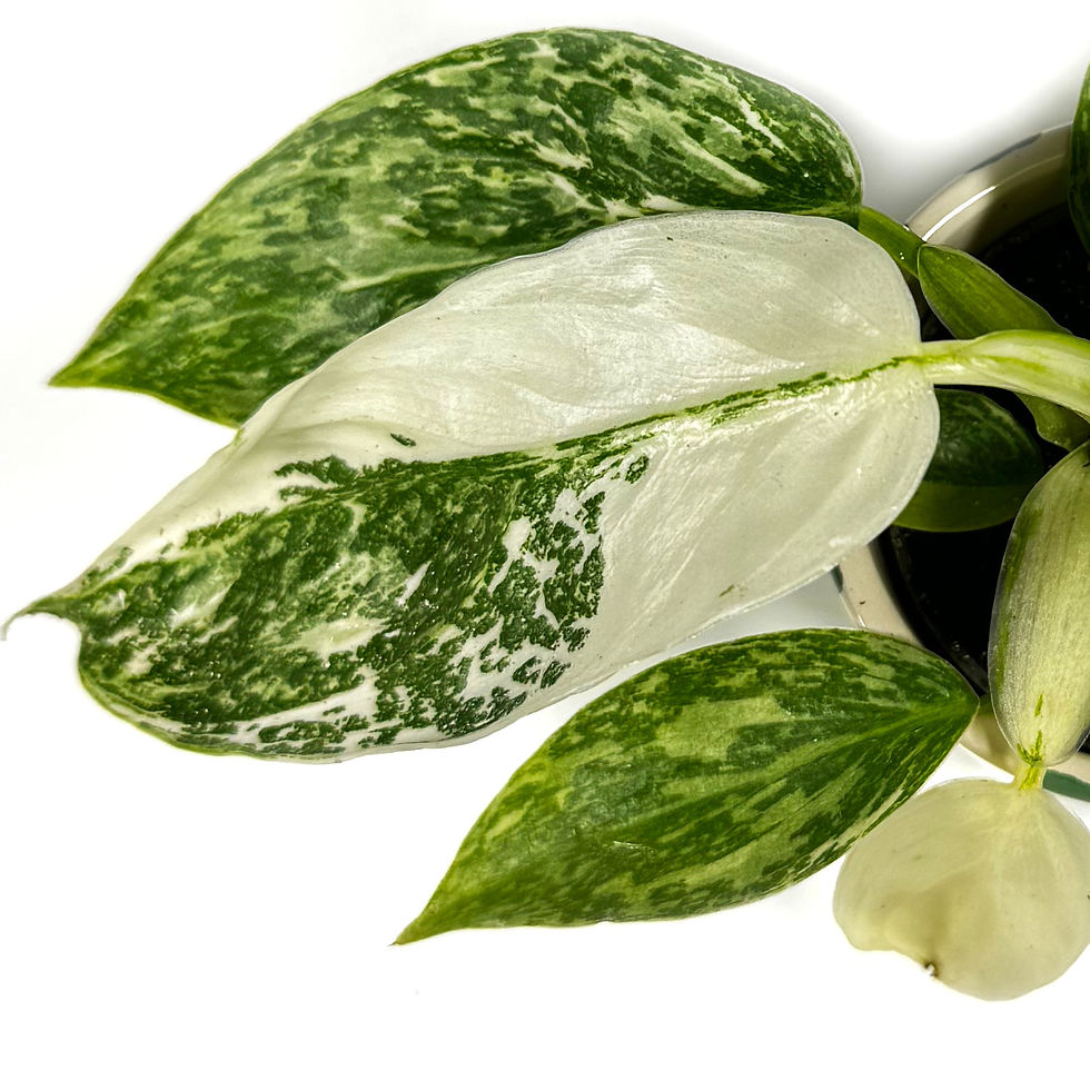 Thumbnail: Philodendron 'Jose Buono' Variegated Houseplant 6cm pot