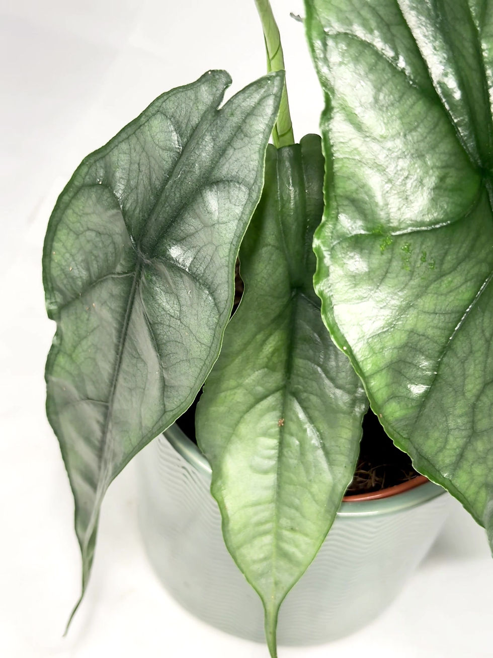 Thumbnail: Alocasia 'Dragon Breath' 12cm