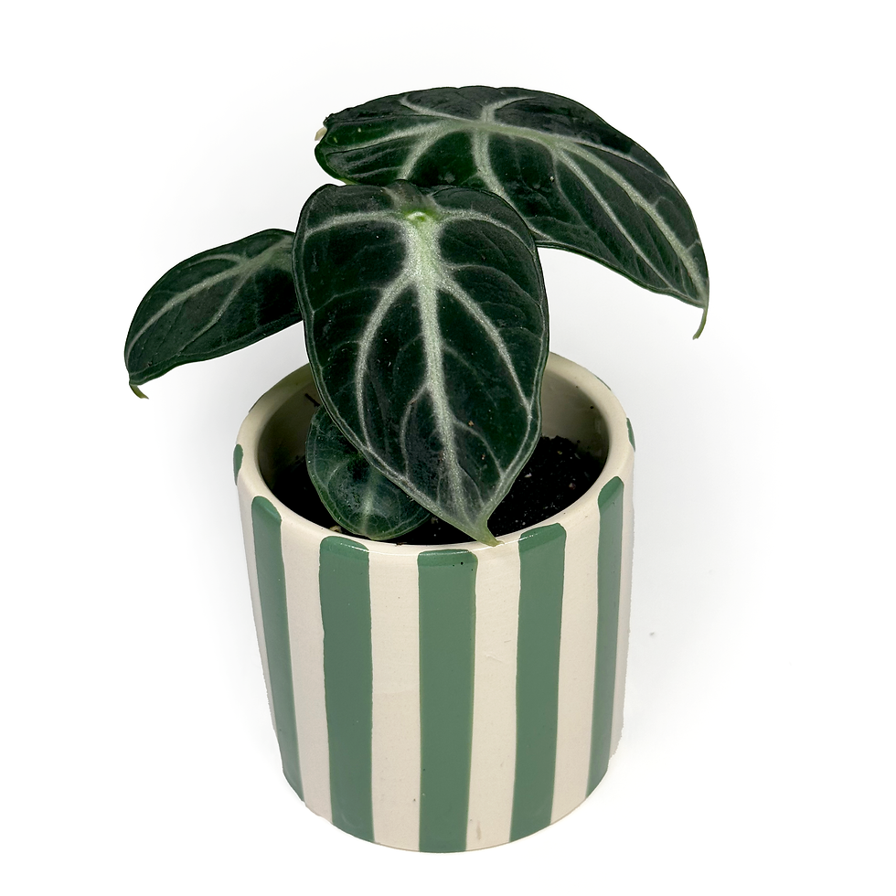 Thumbnail: Baby Alocasia reginula 'Ninja' houseplant