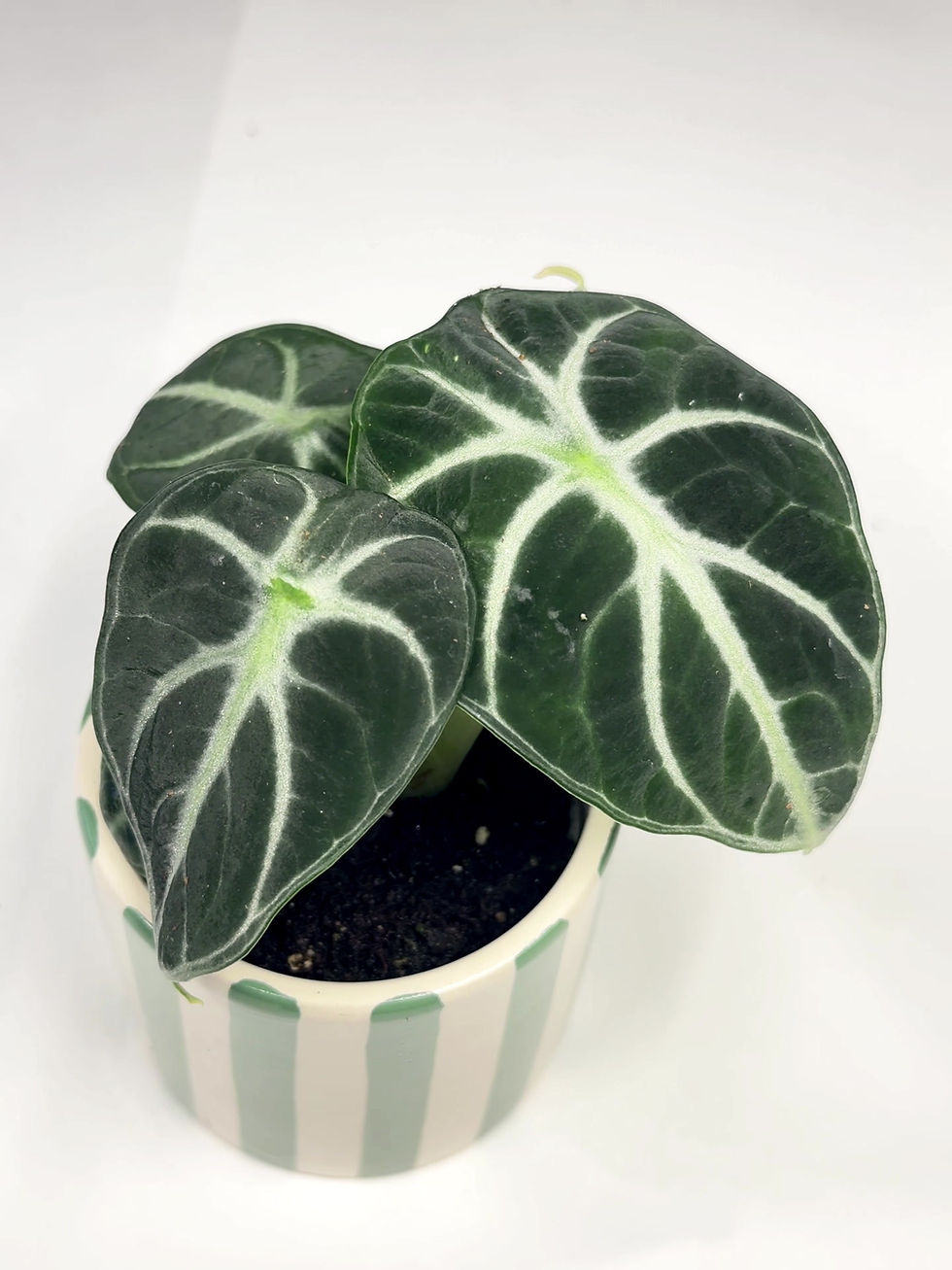 Thumbnail: Baby Alocasia reginula 'Ninja' houseplant