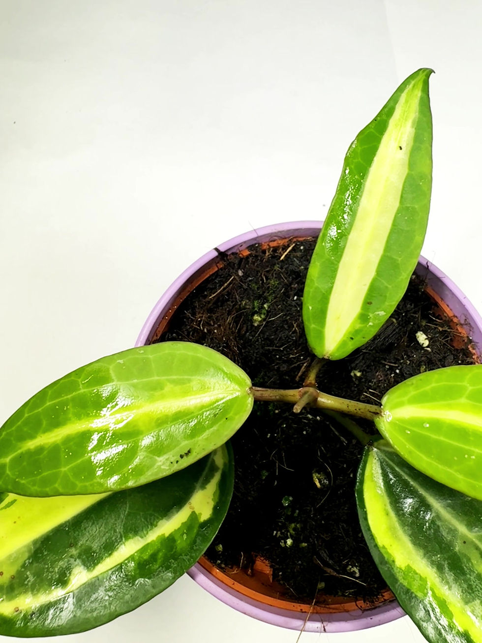 Thumbnail: Hoya Latifolia 'Pot of Gold'