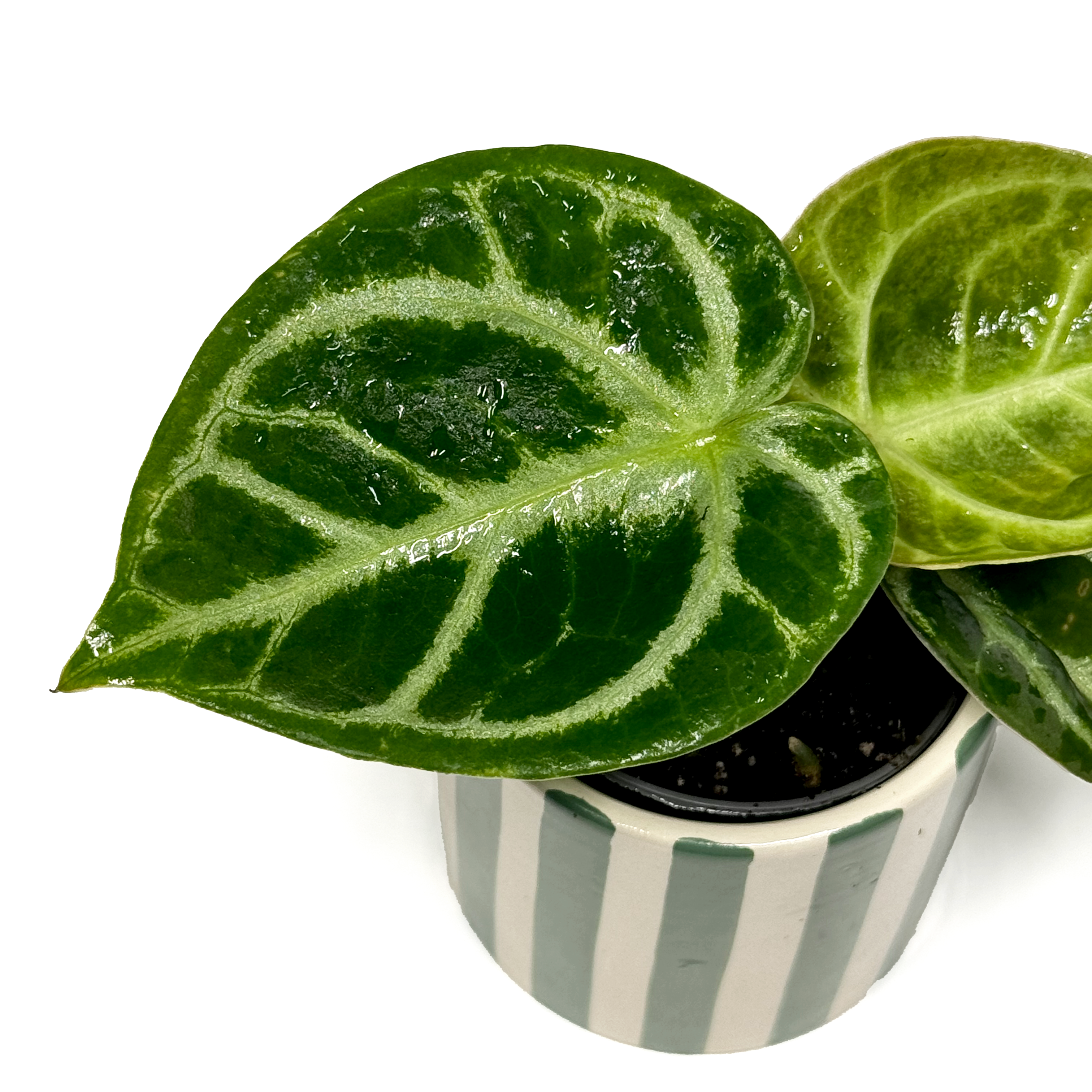 Anthurium ‘Dorayaki’