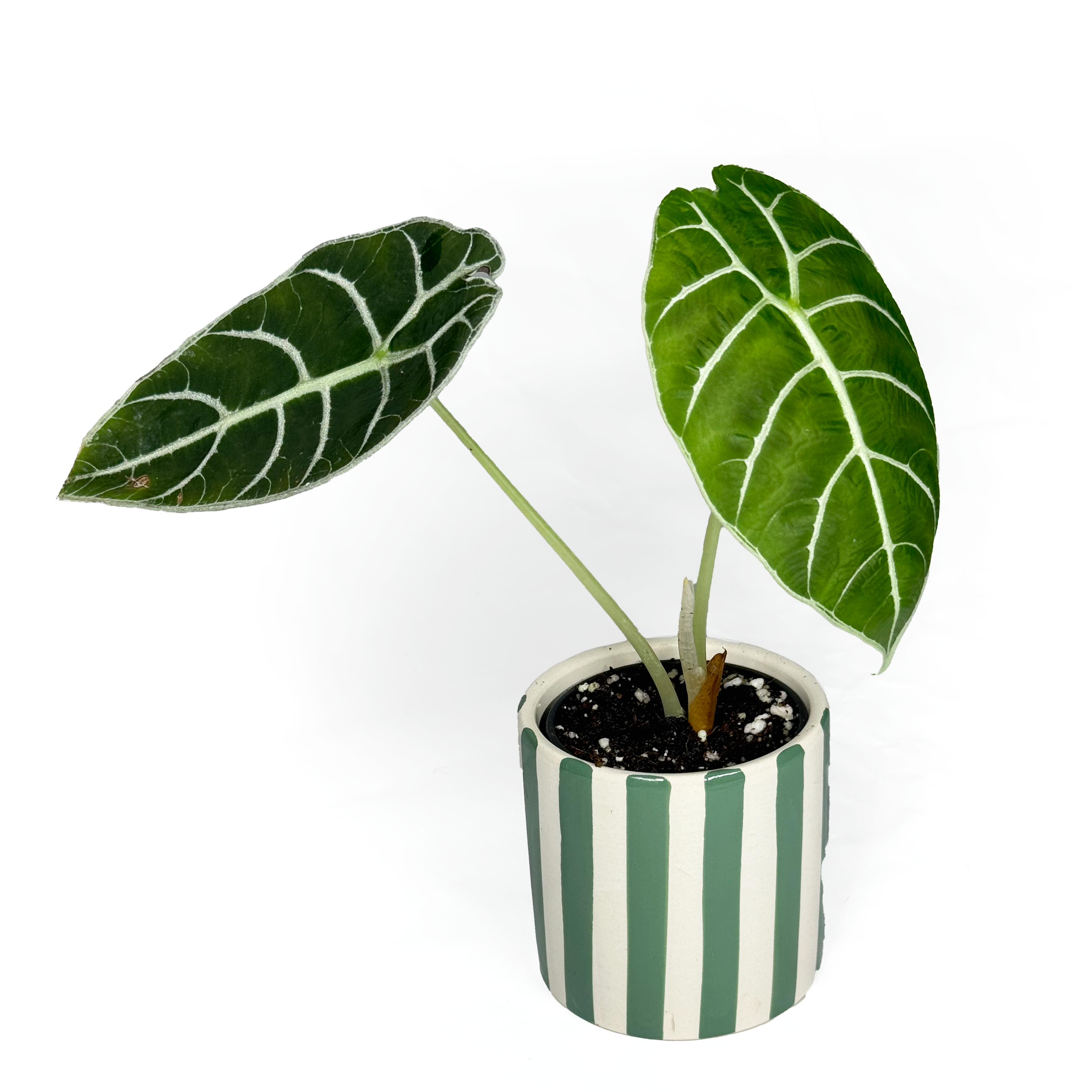 Alocasia Watsoniana 'Pride of Curup' 6cm