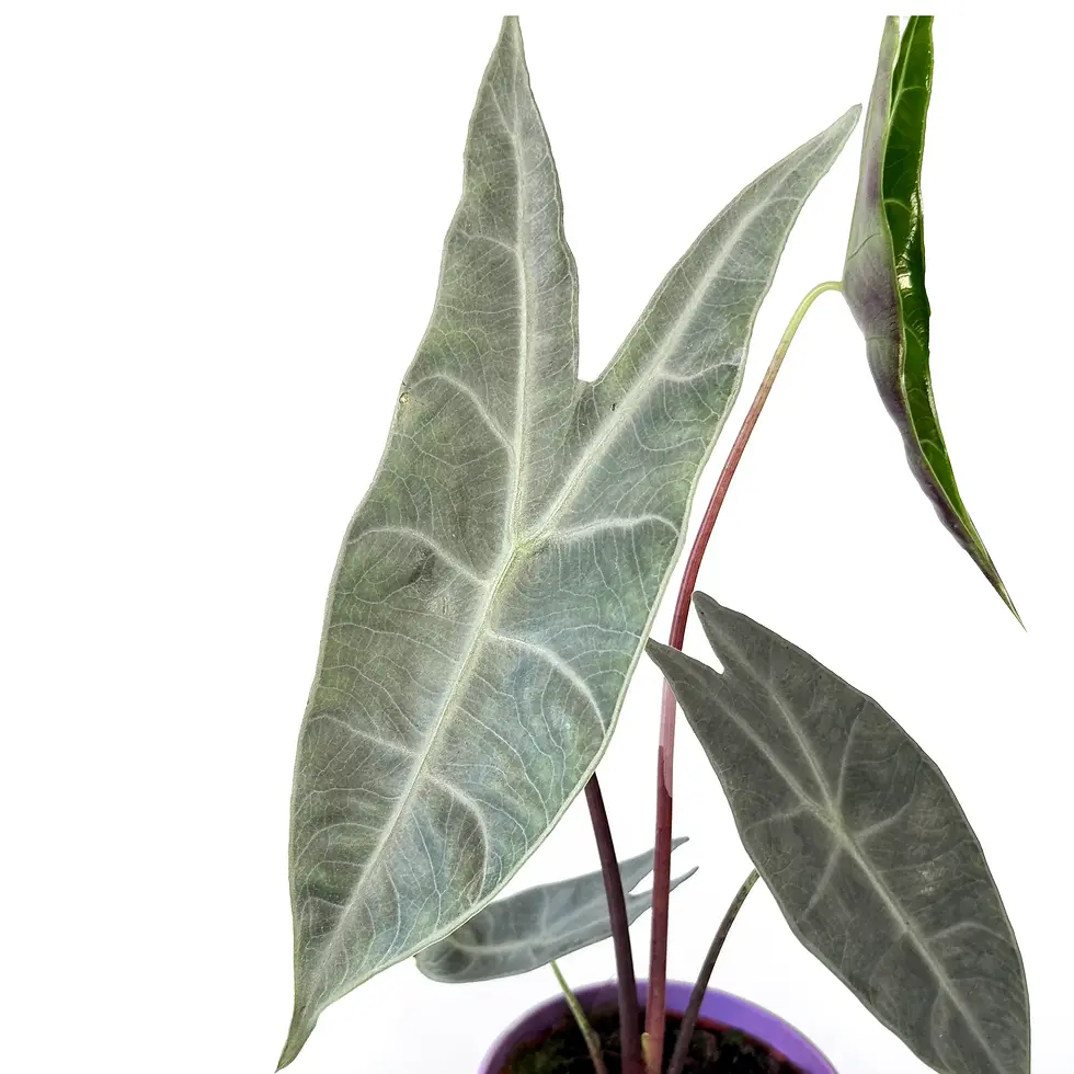 Thumbnail: Alocasia Longiloba 'SILVER' 10.5cm