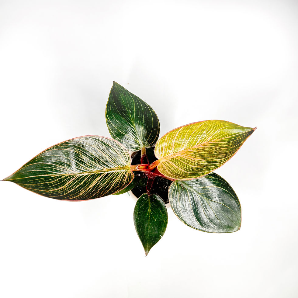 Thumbnail: Philodendron 'Pink Birkin' variegated Houseplant 6cm Pot