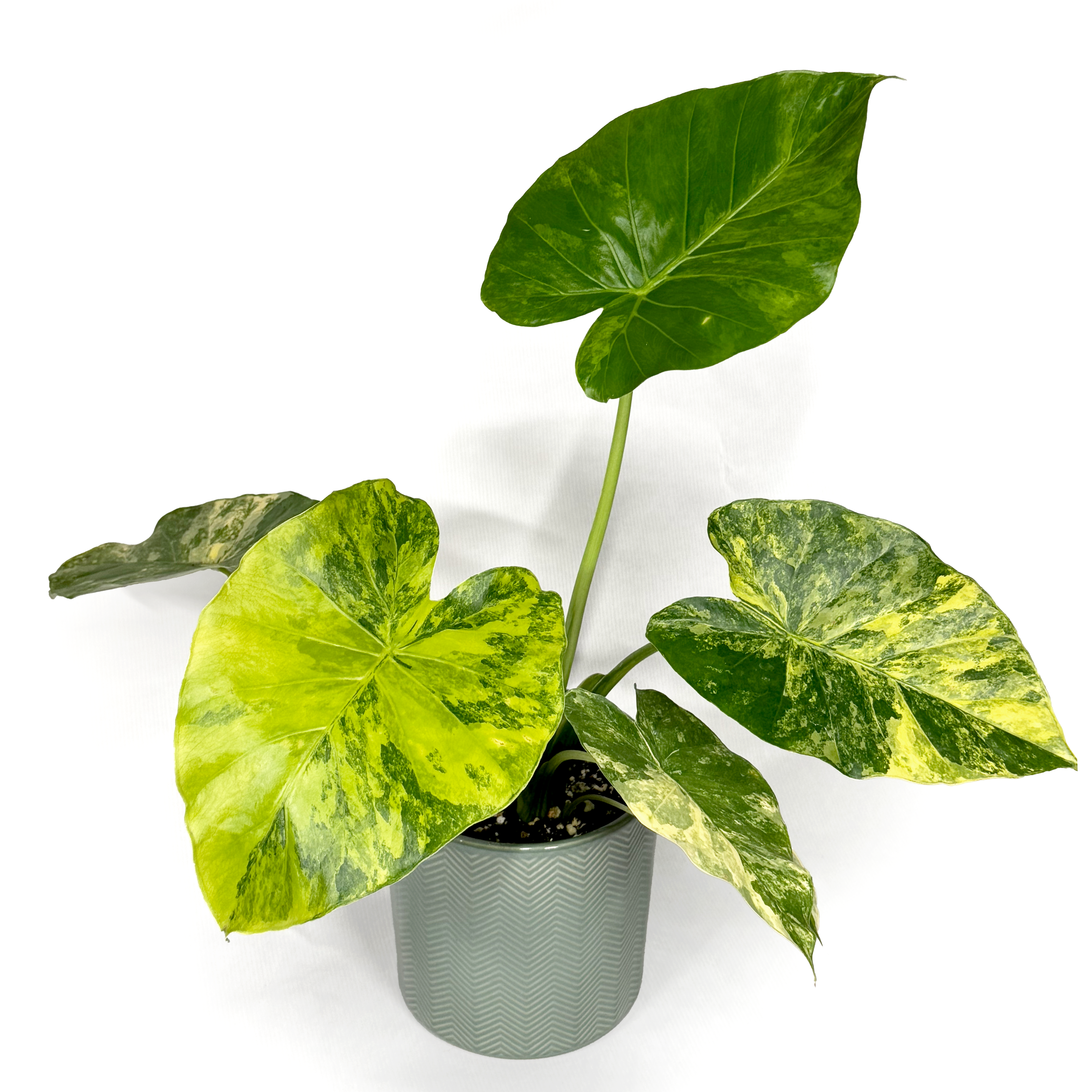 Alocasia Macrorrhizos 'Aurea Variegata' 12cm