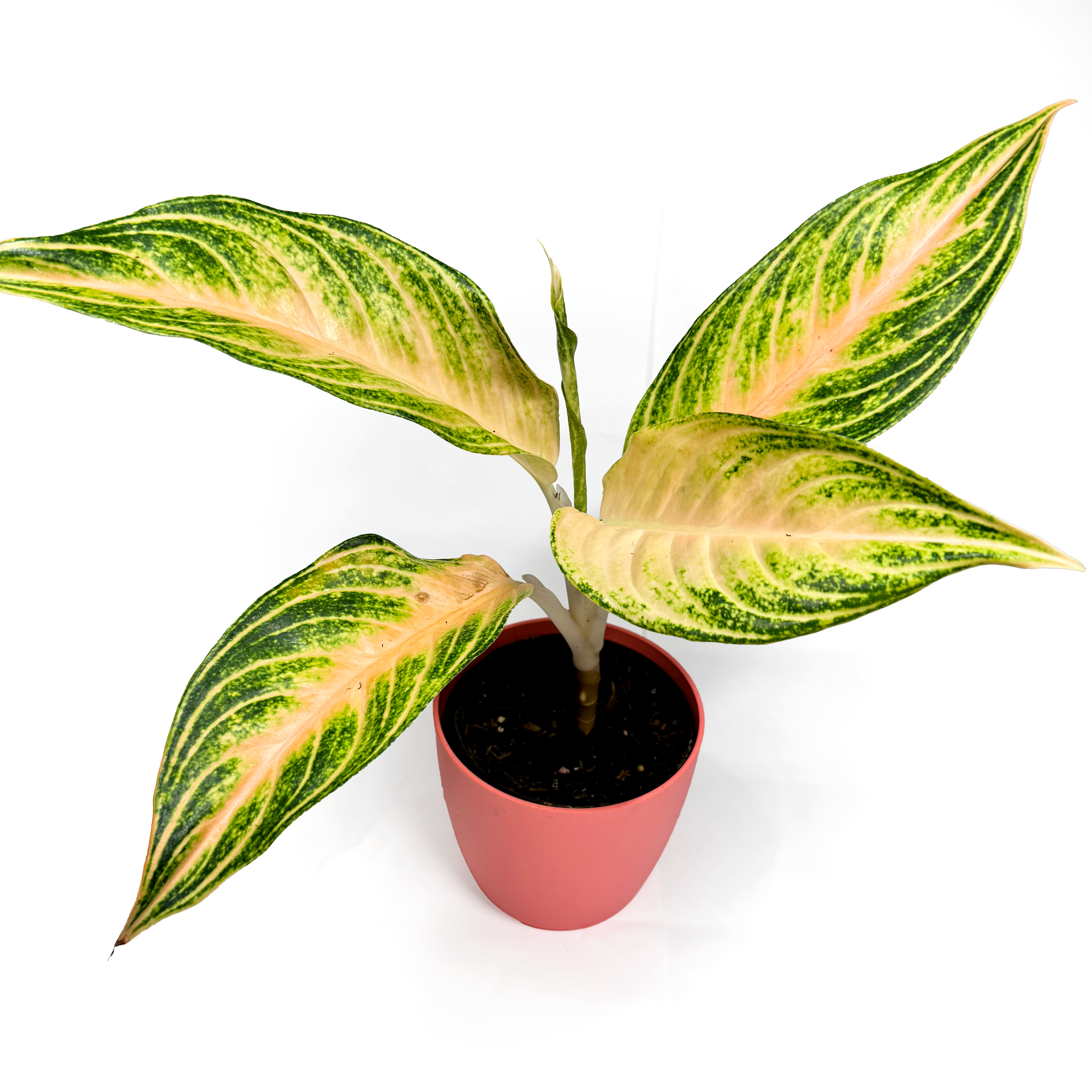 Aglaonema 'Eye Catcher'