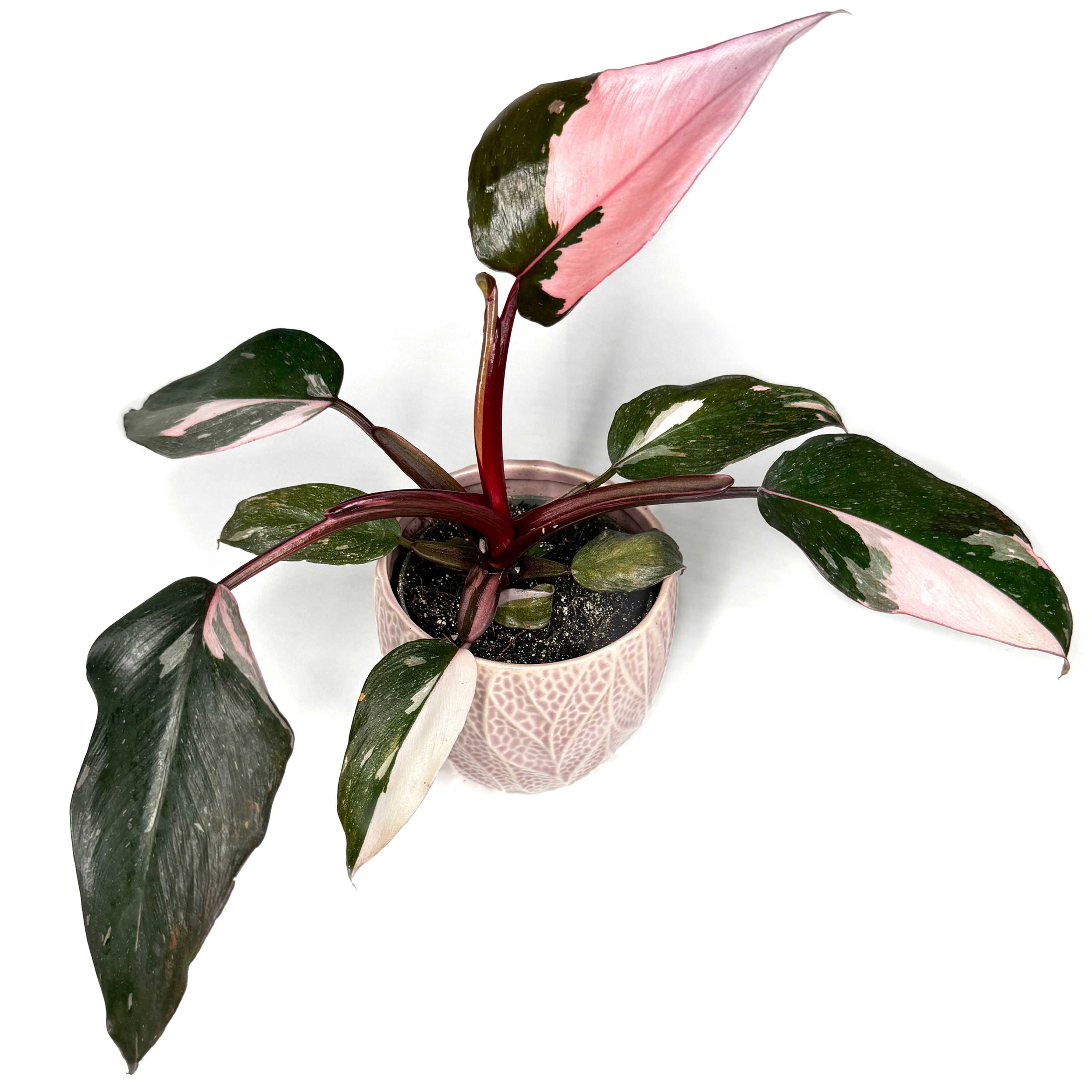 Philodendron ‘Pink Princess’ Variegated Houseplant 10cm Pot