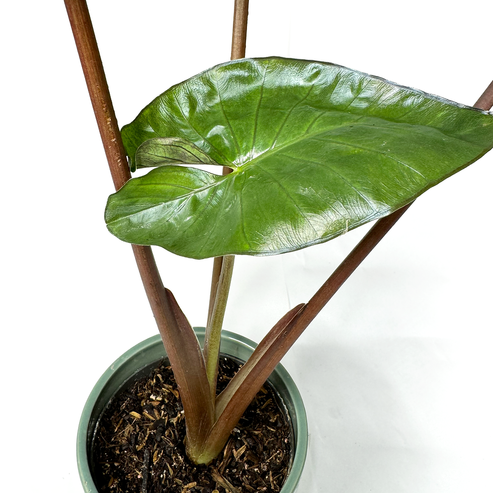 Thumbnail: Alocasia 'Chocolate Green'