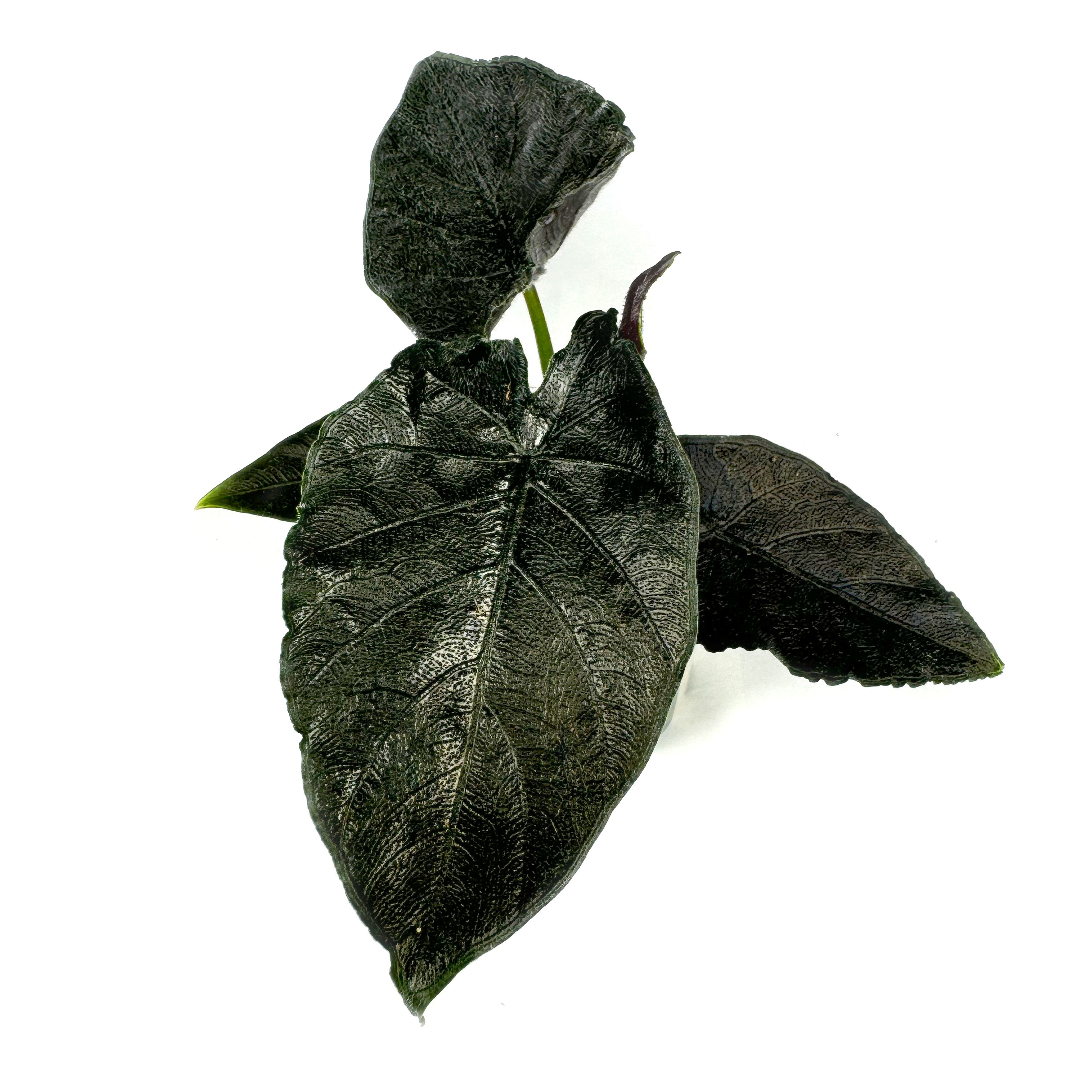 Alocasia 'Antoro Velvet' Potted Houseplant 6cm Pot