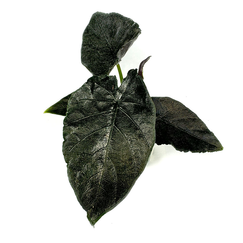 Alocasia 'Antoro Velvet' Potted Houseplant 6cm Pot