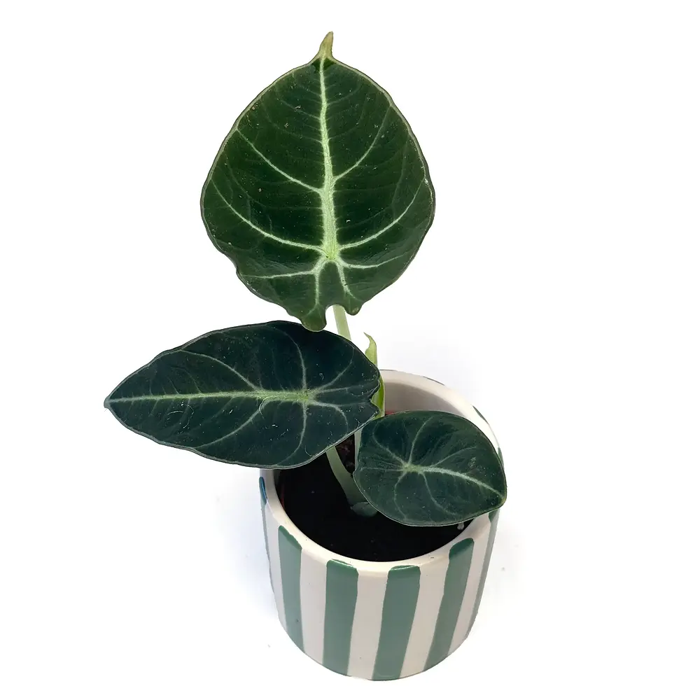 Thumbnail: Alocasia Black Velvet 6cm