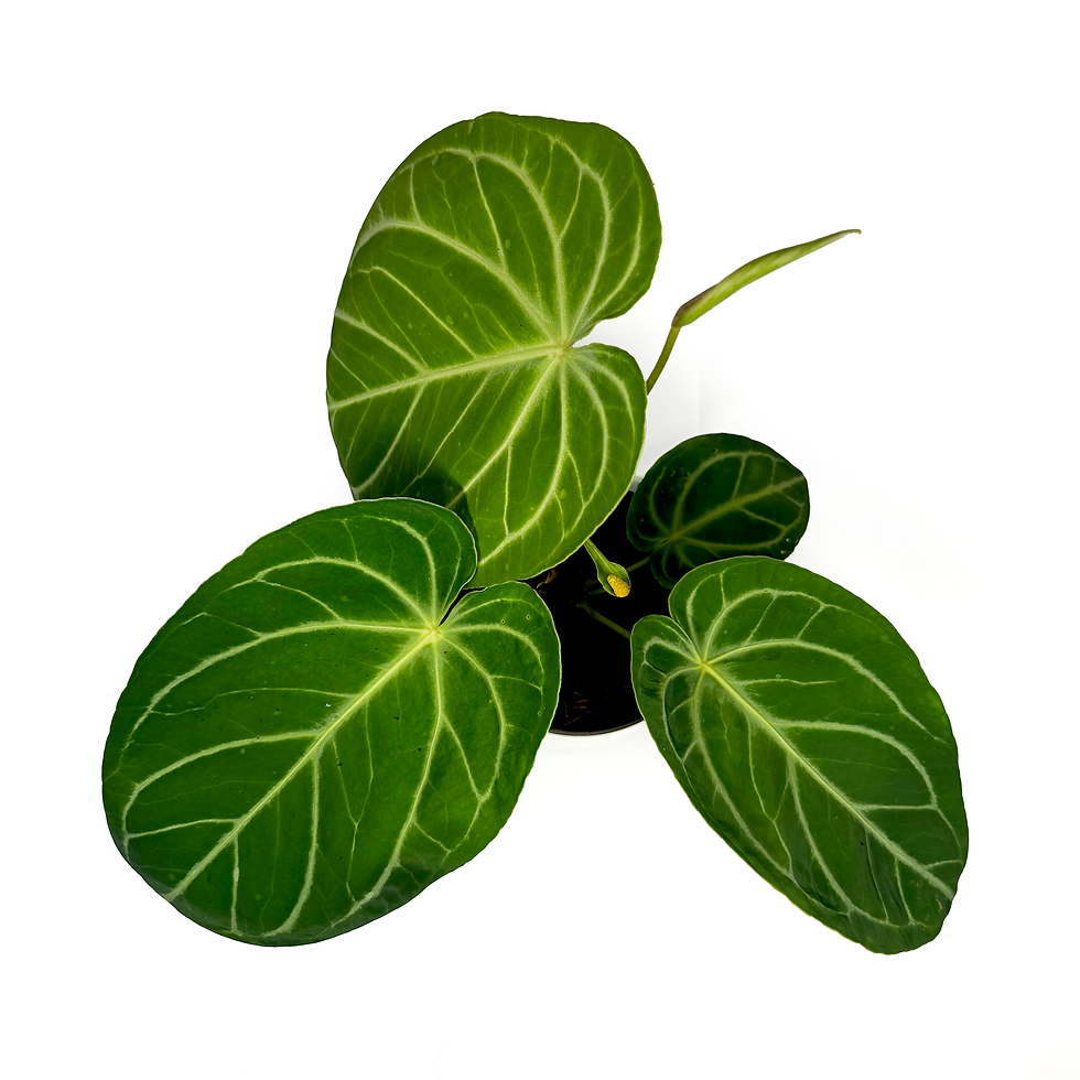 Thumbnail: Anthurium 'Crystallinum x Magnificum'