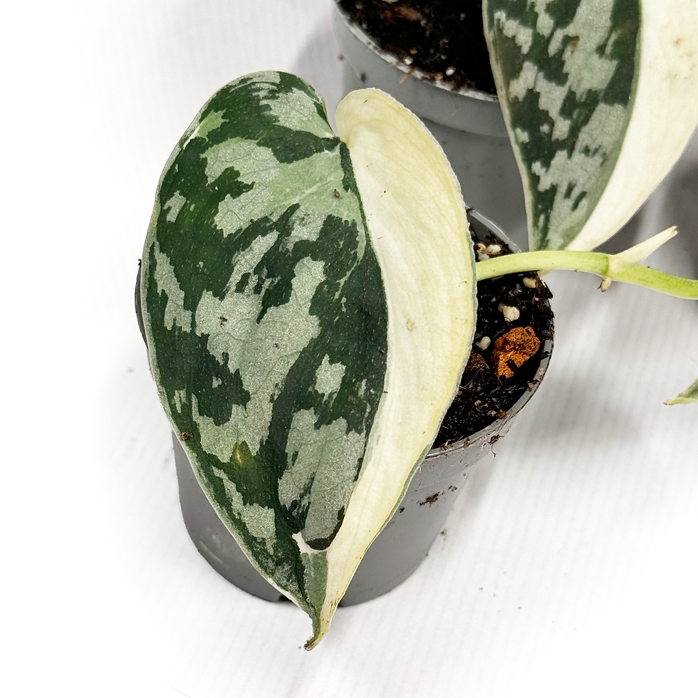 Thumbnail: The Scindapsus 'Mayari' Variegata 6cm
