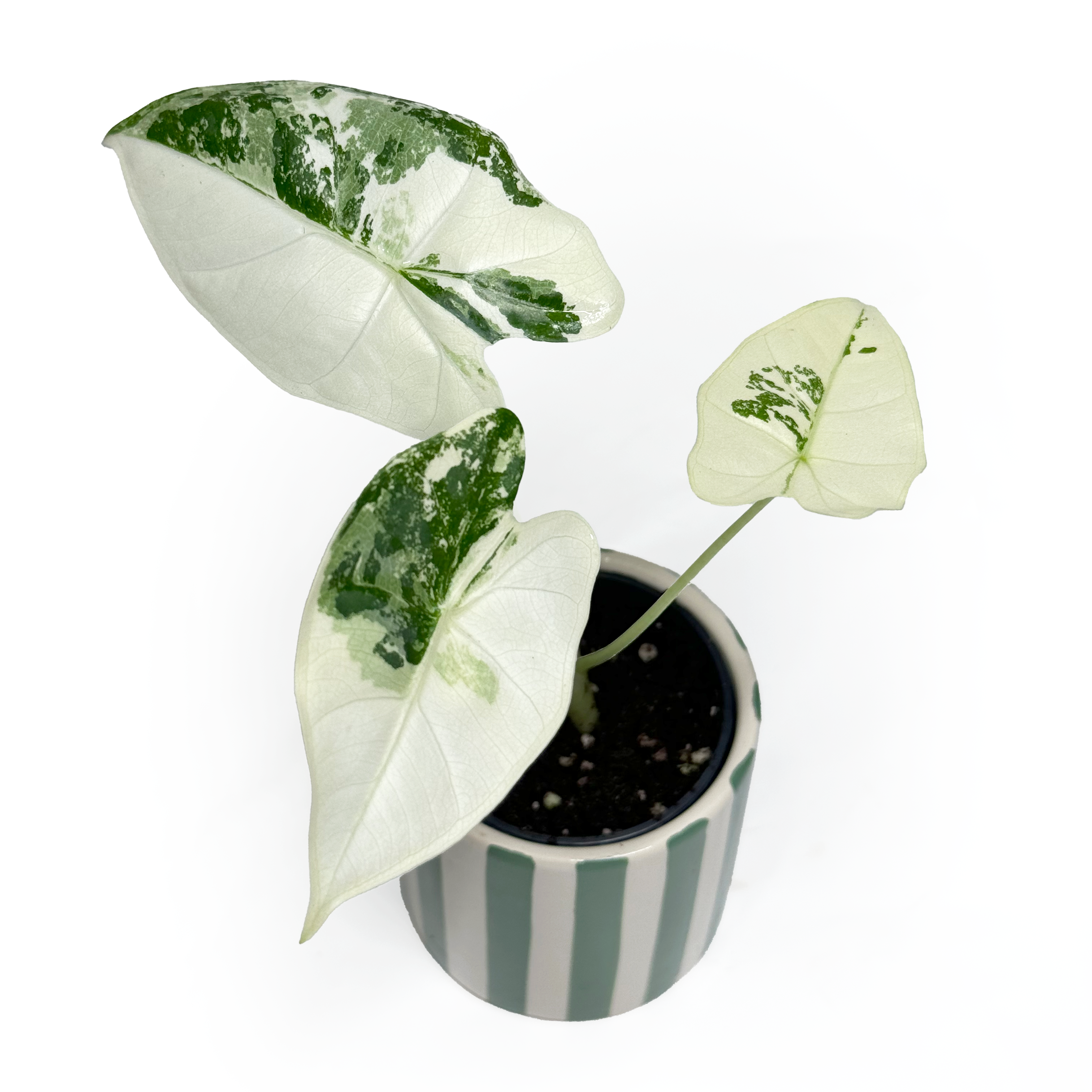 Alocasia ' Frydek' Variegated Baby