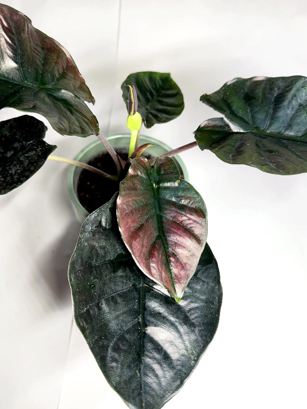 Thumbnail: Alocasia infernalis BLACK MAGIC