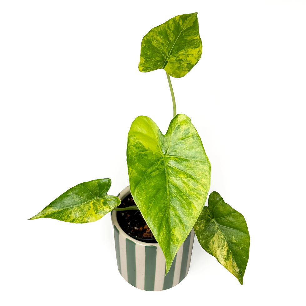 Thumbnail: Alocasia Odora 'Aurea Variegata'