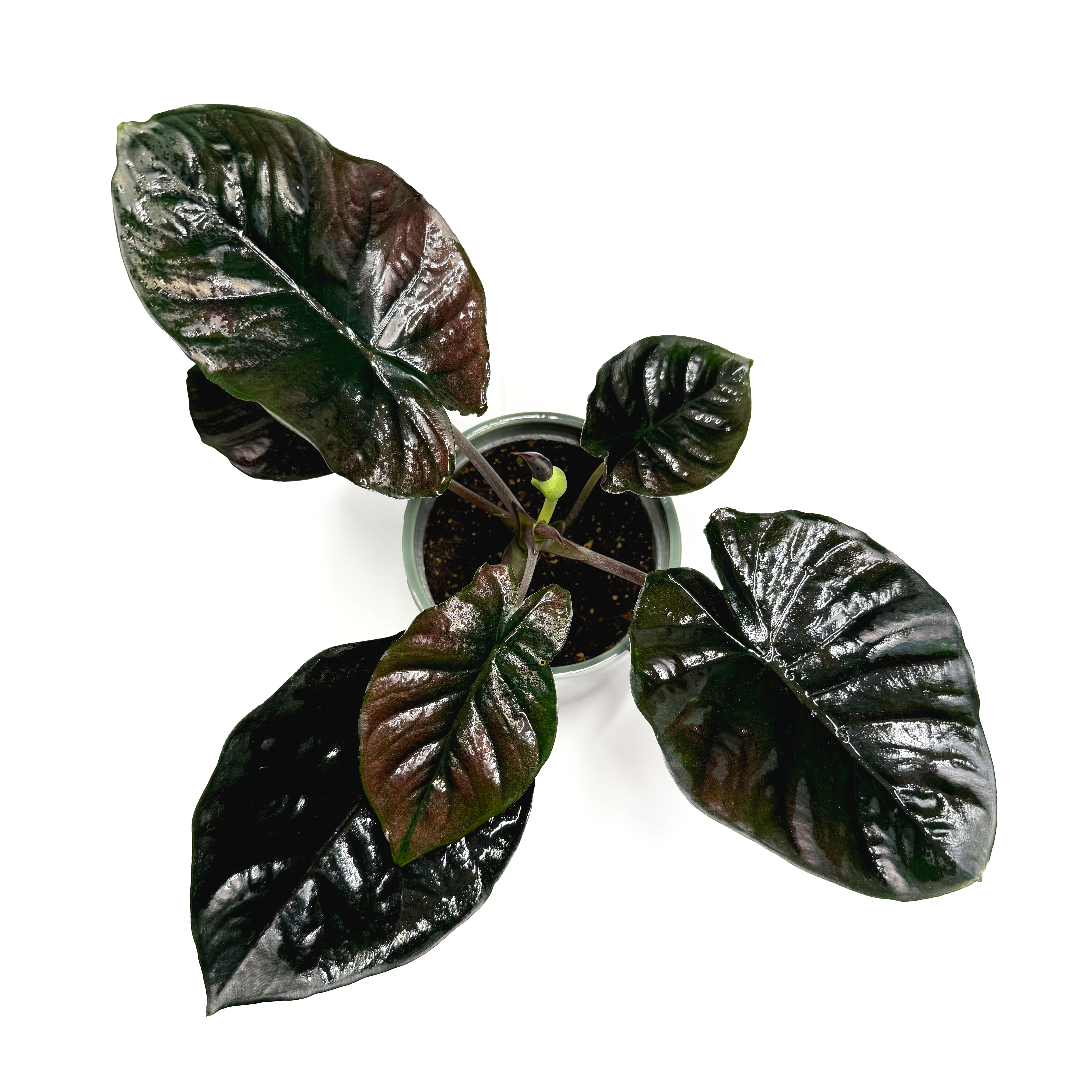 Alocasia infernalis BLACK MAGIC