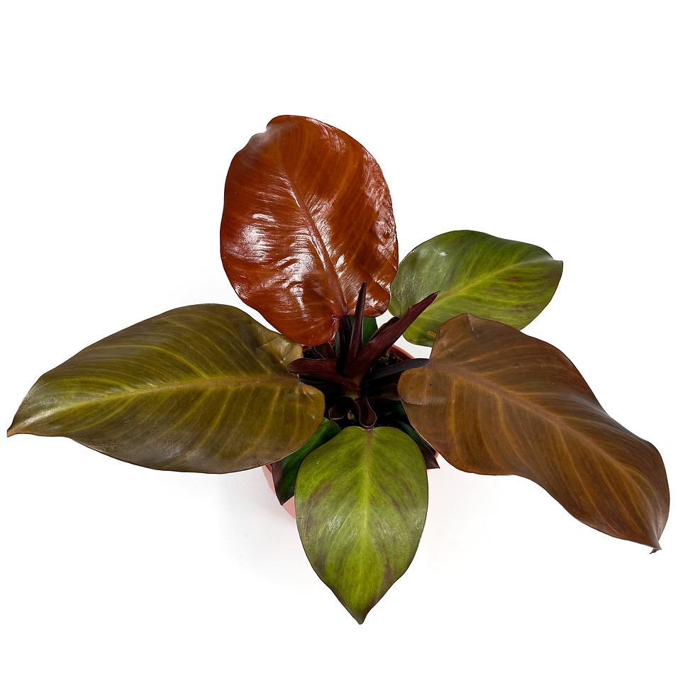 Thumbnail: Philodendron ‘McColley's Finale 12cm