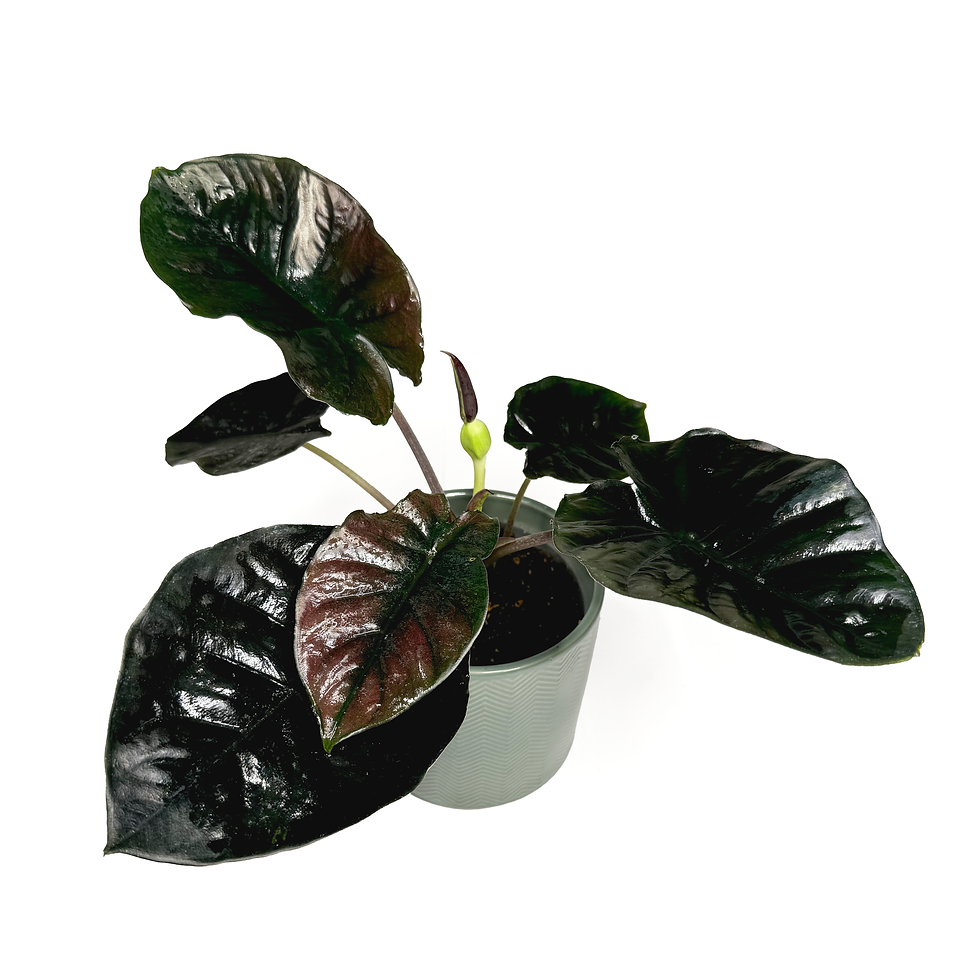Thumbnail: Alocasia infernalis BLACK MAGIC