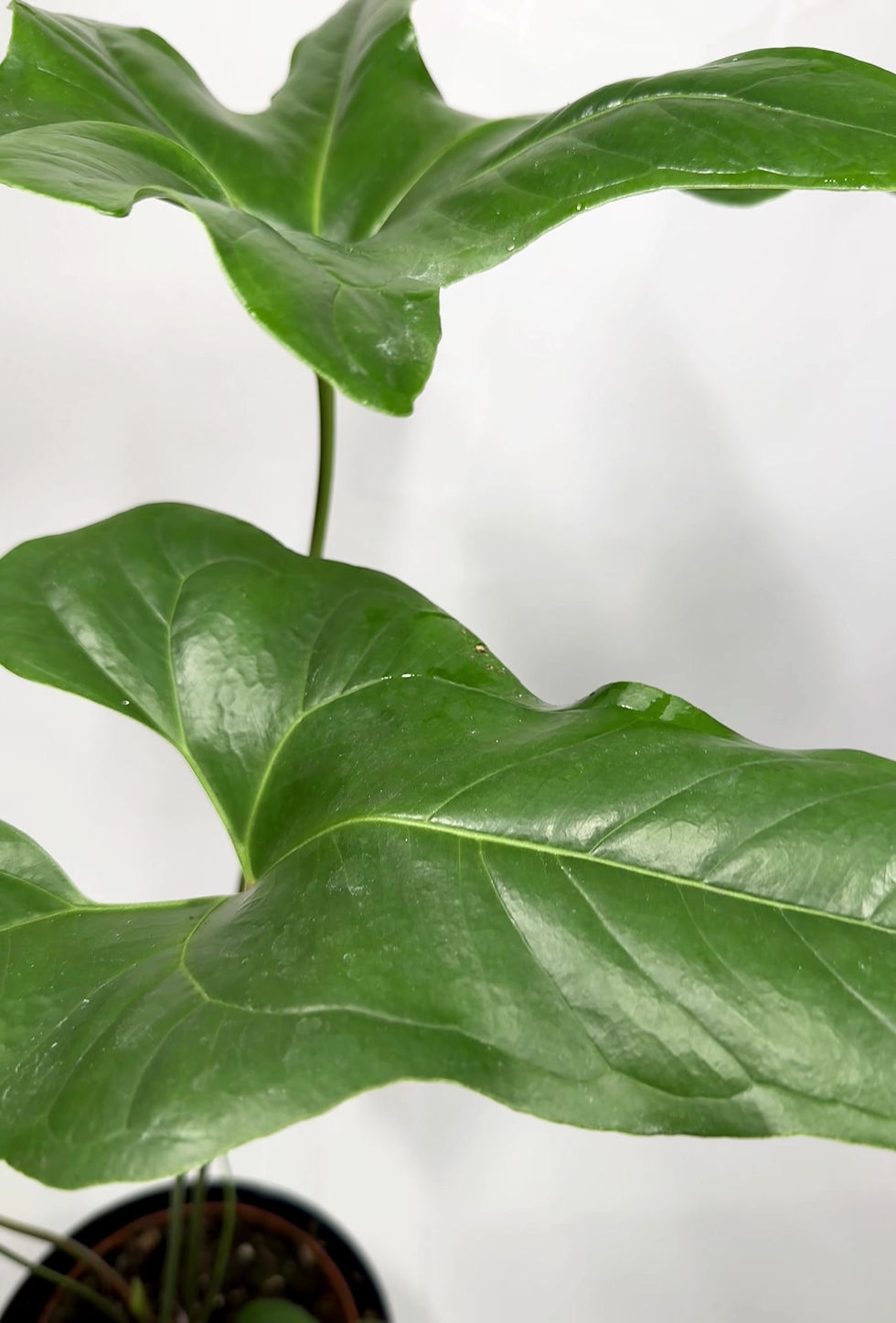 Thumbnail: Anthurium 'Pedatum' LARGE SUPER RARE