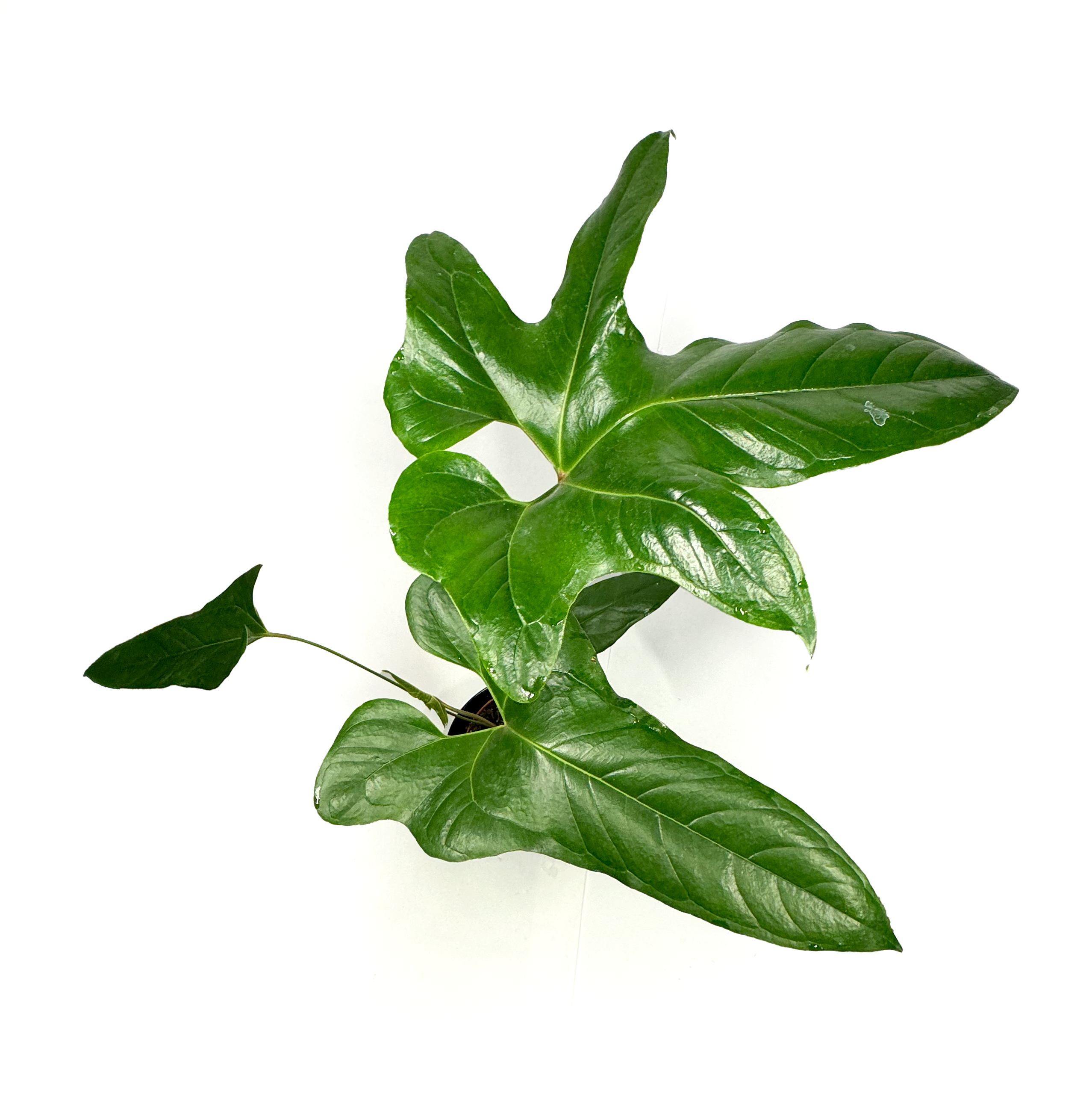 Anthurium 'Pedatum' LARGE SUPER RARE