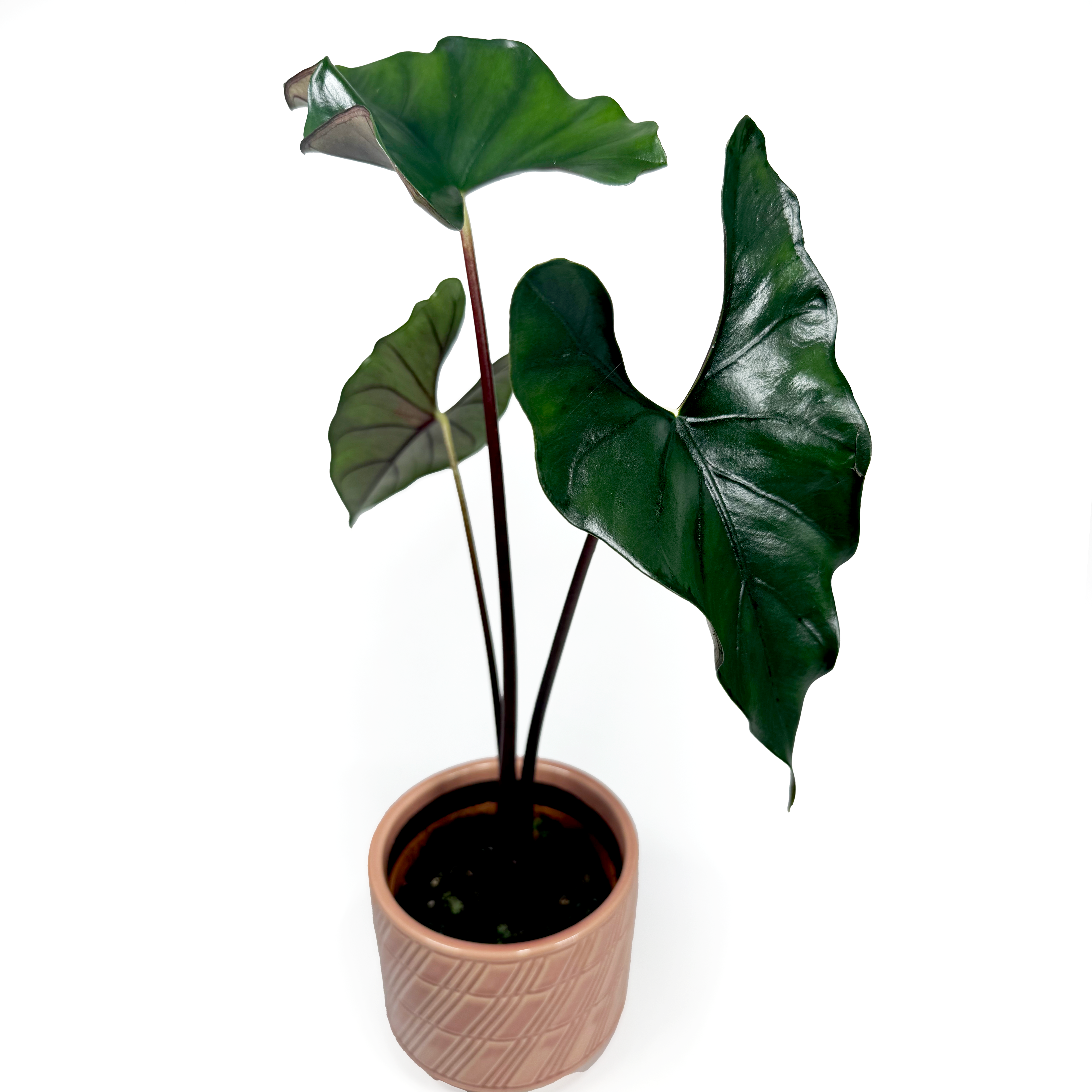 Alocasia Princeps ‘Purple Cloak’