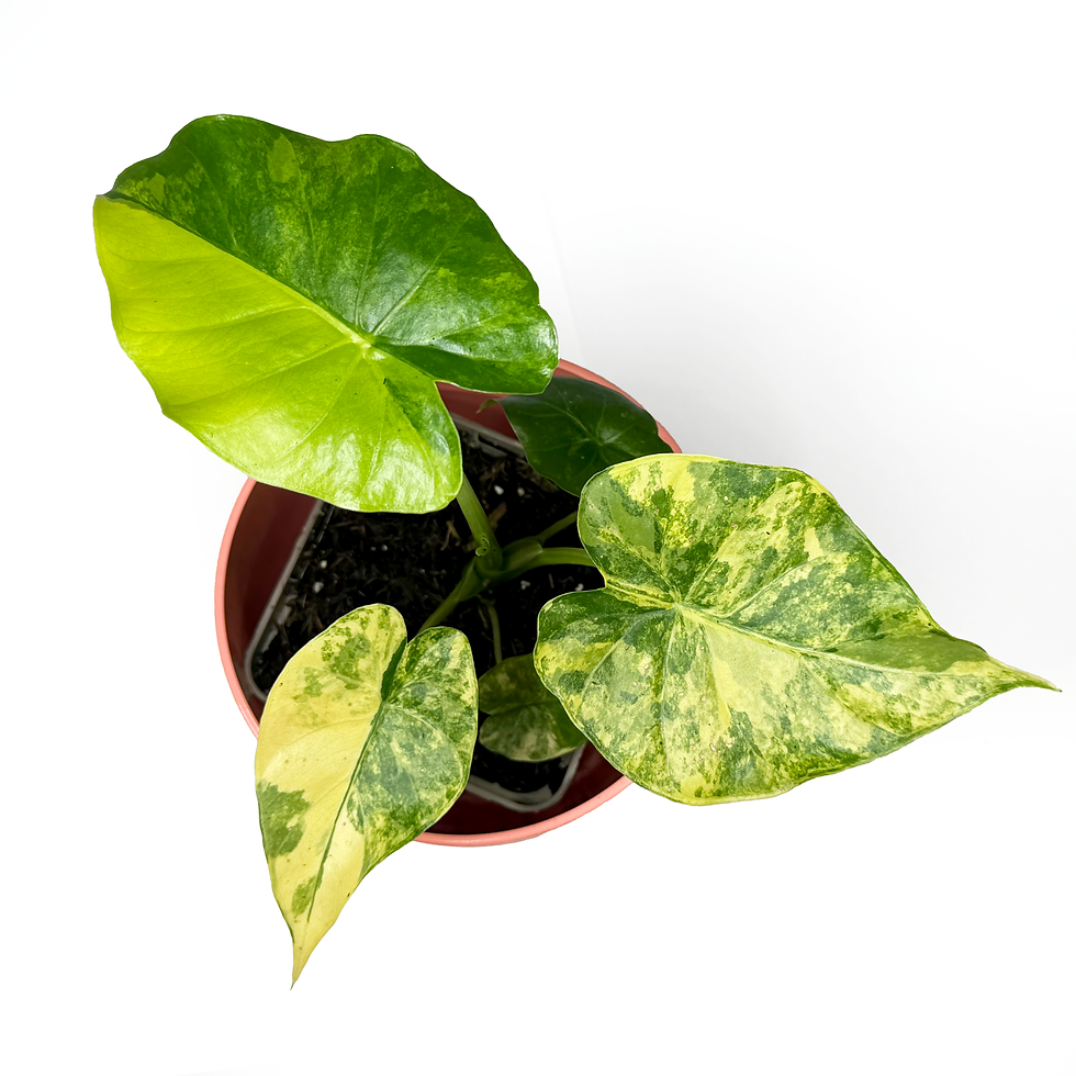 Thumbnail: Alocasia Odora 'Aurea Variegata'