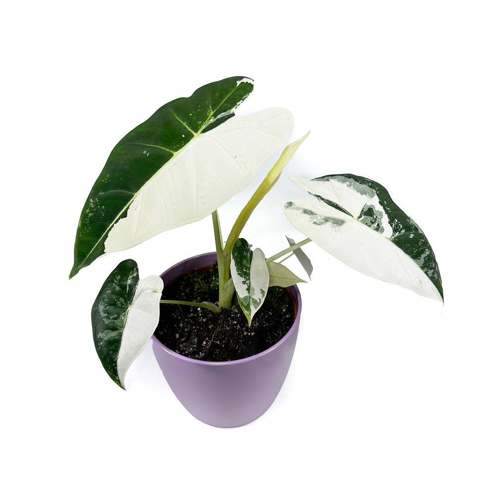 Alocasia ' Frydek' Variegated Houseplant 10.5cm Pot