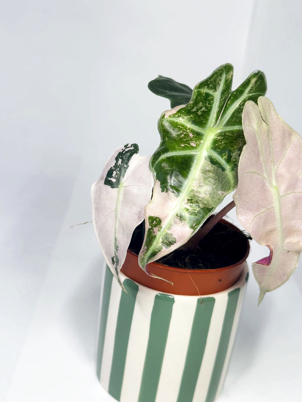 Thumbnail: Baby Alocasia ‘Polly' Pink Variegated Houseplant
