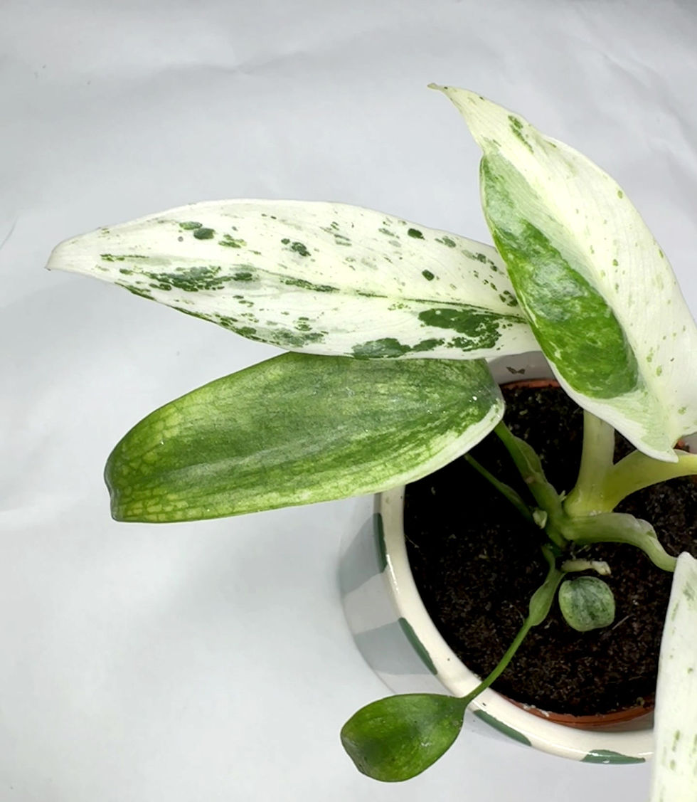 Thumbnail: Rhaphidophora 'Puberula Variegata'
