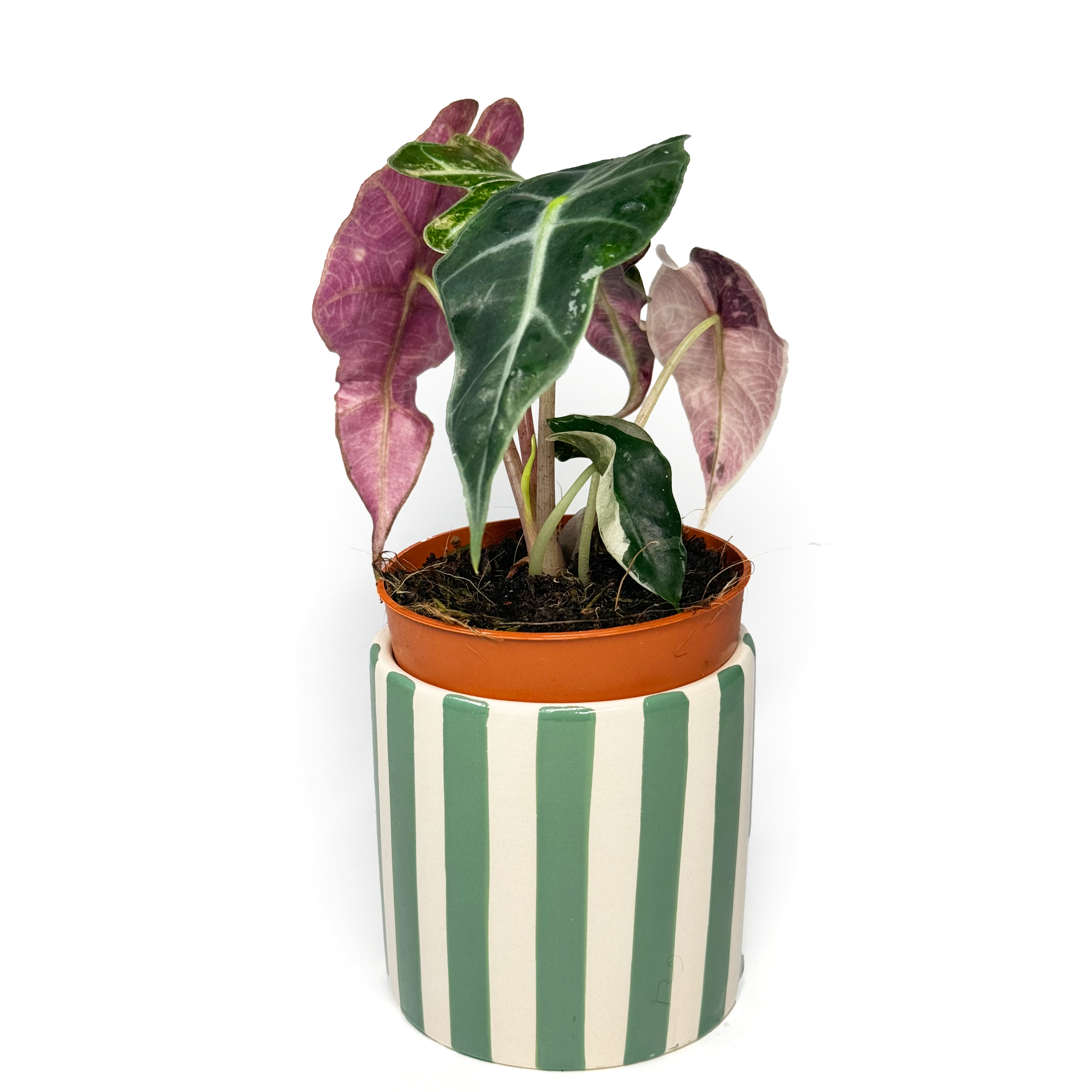 Baby Alocasia ‘Polly' Pink Variegated Houseplant