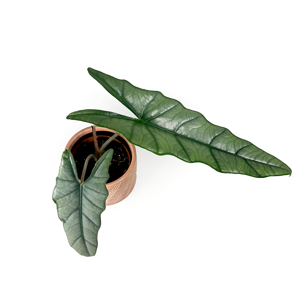 Thumbnail: Alocasia Heterophylla 'Corazon' Houseplant