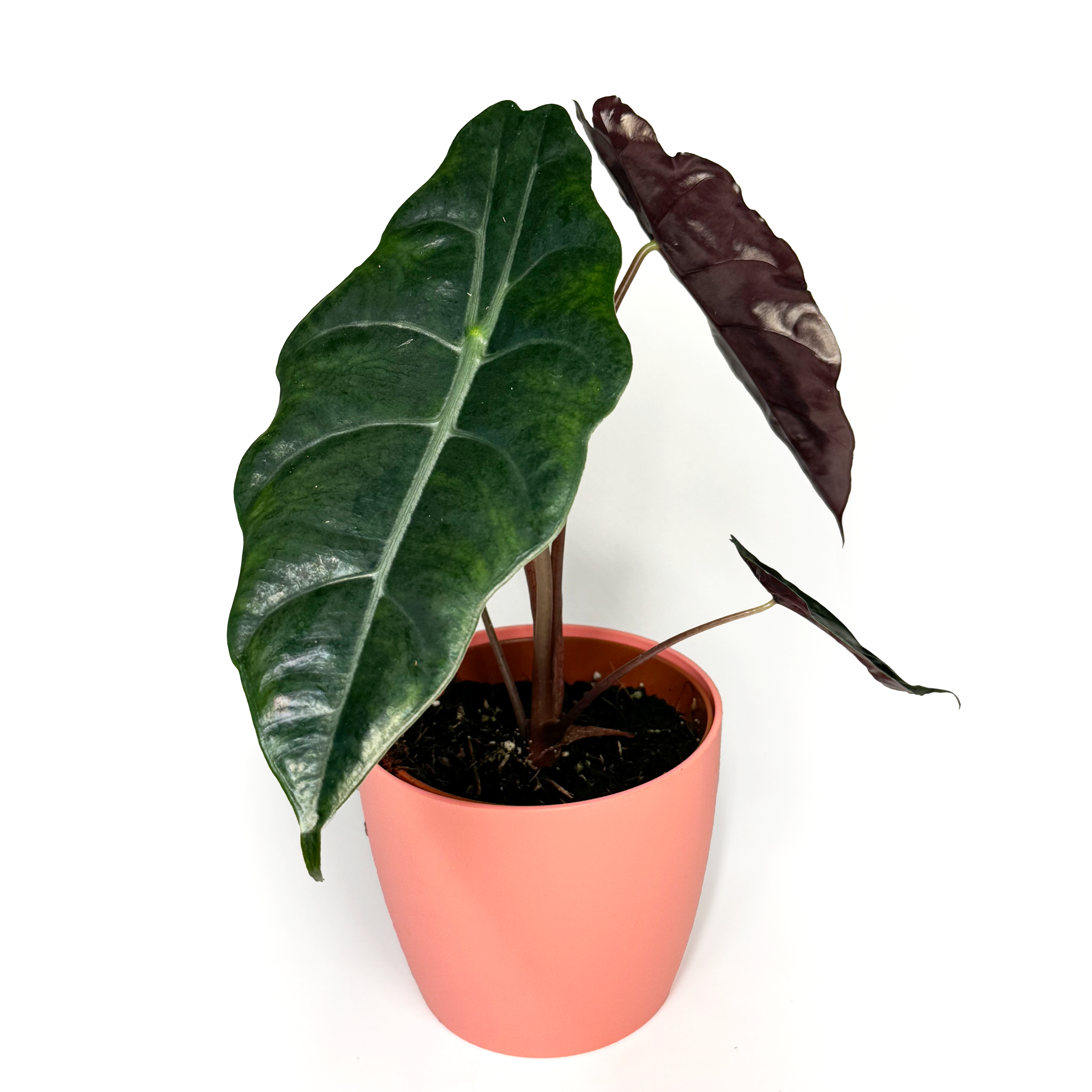 Alocasia 'Chantrieri'