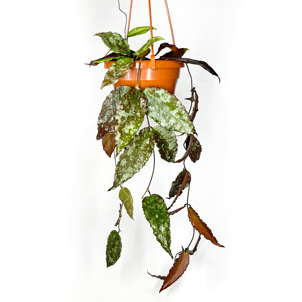 Thumbnail: Hoya Caudata