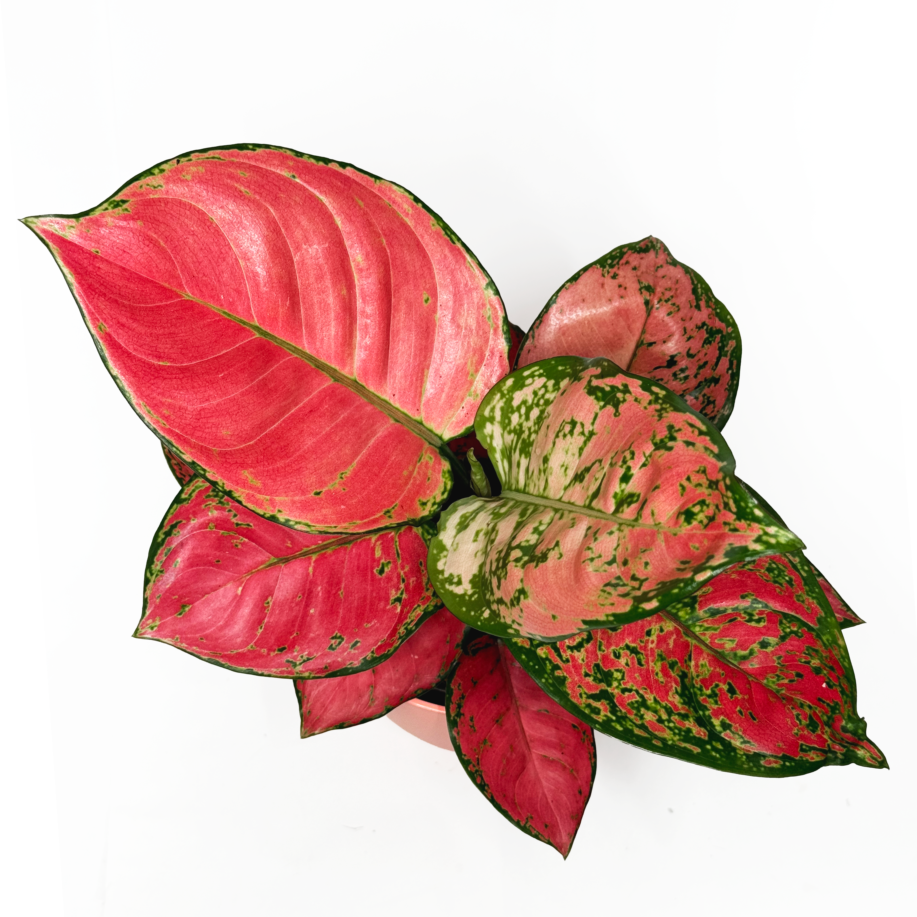 Aglaonema 'Red Joy' 12cm