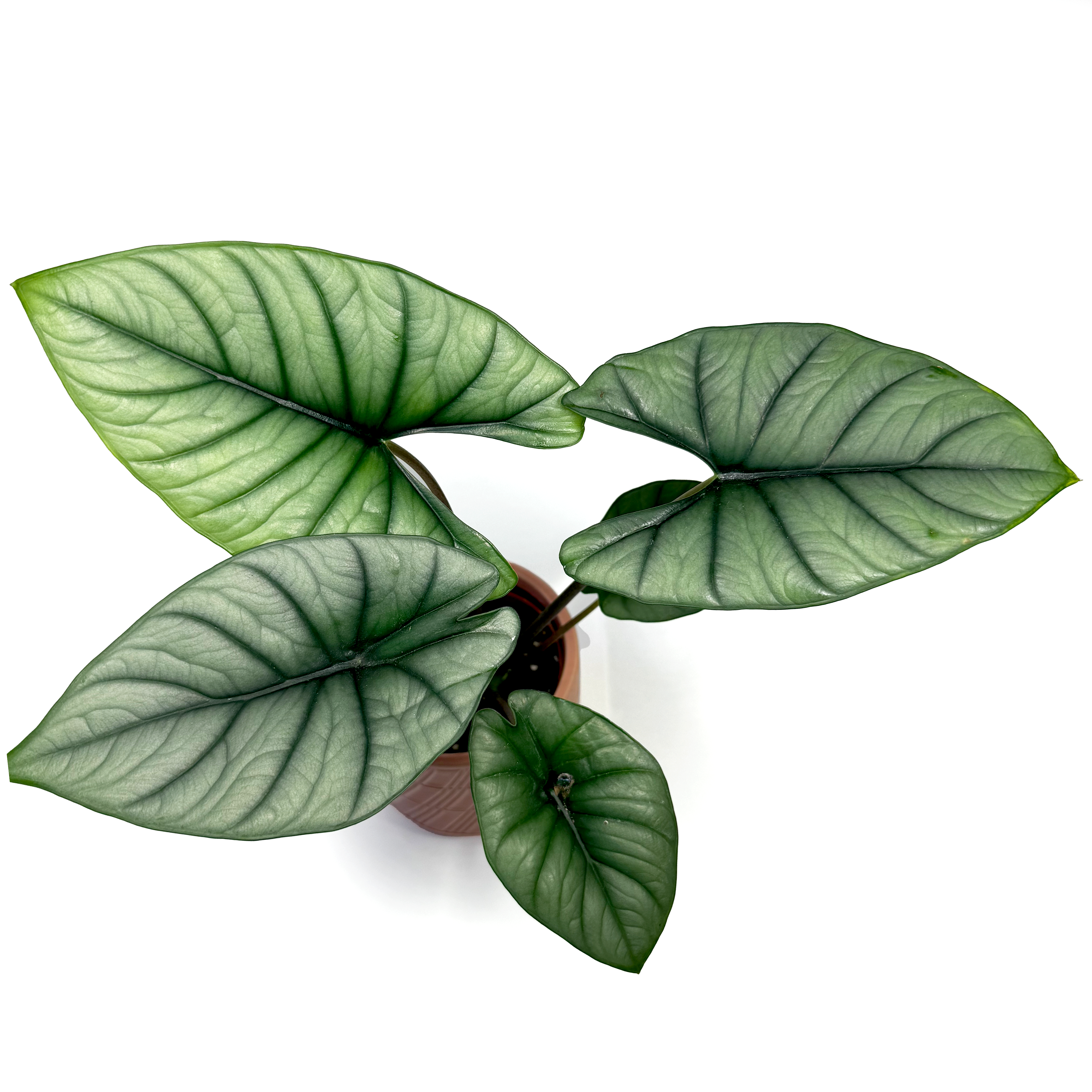Alocasia 'Platinum'