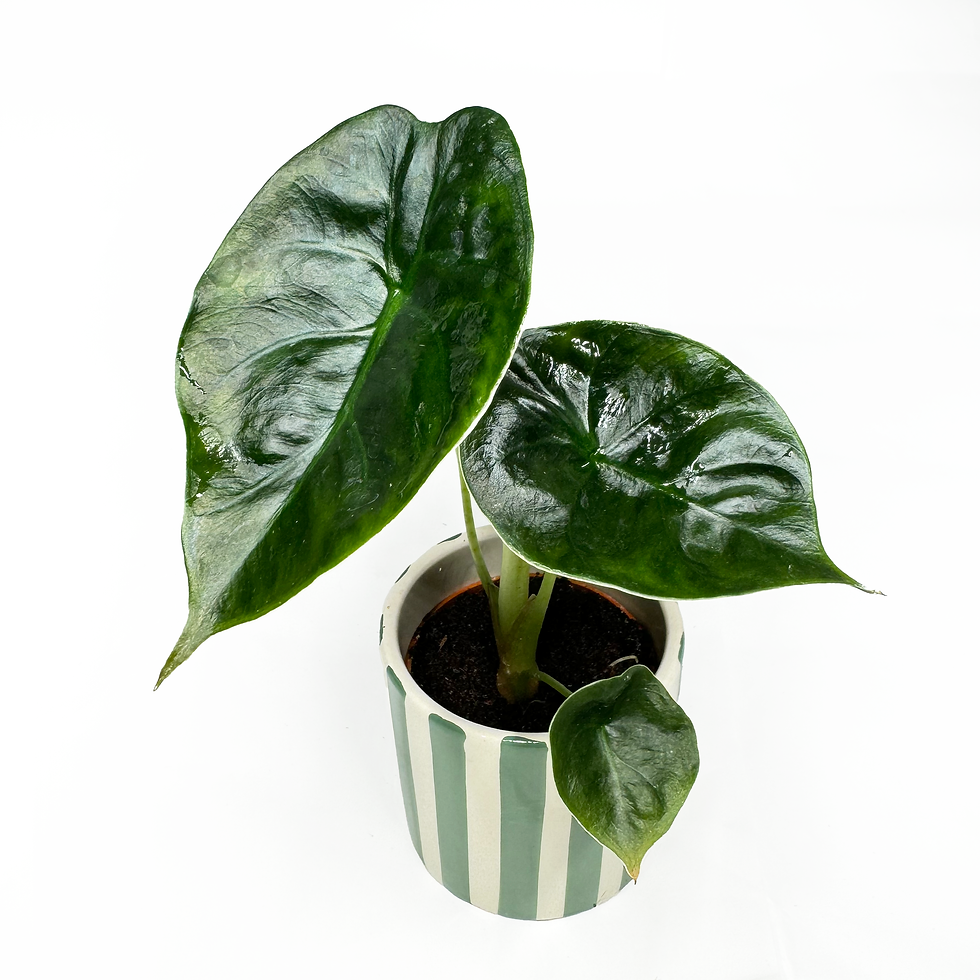 Thumbnail: Alocasia 'Golden Bone' - Baby