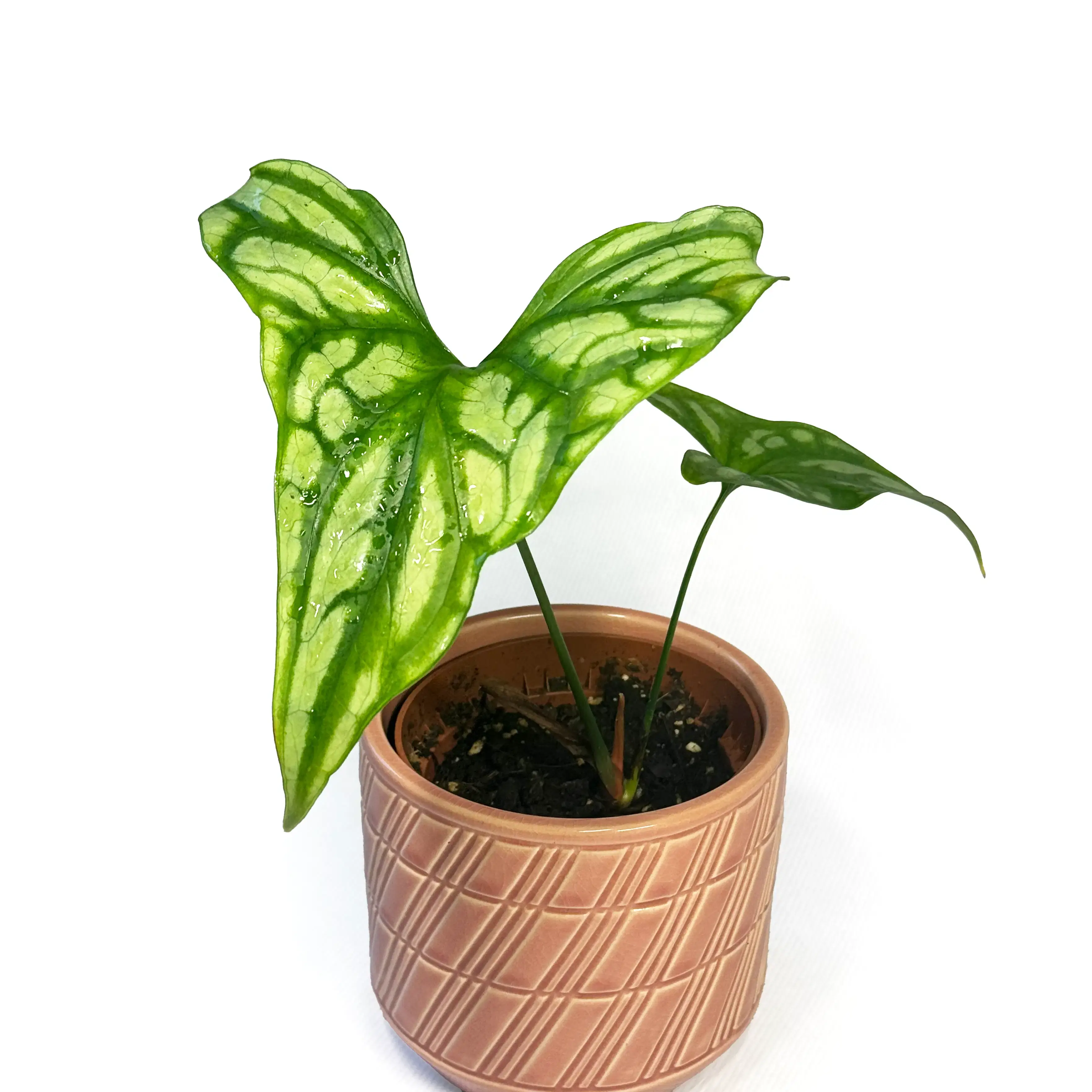Cercestis Mirabilis 10.5cm
