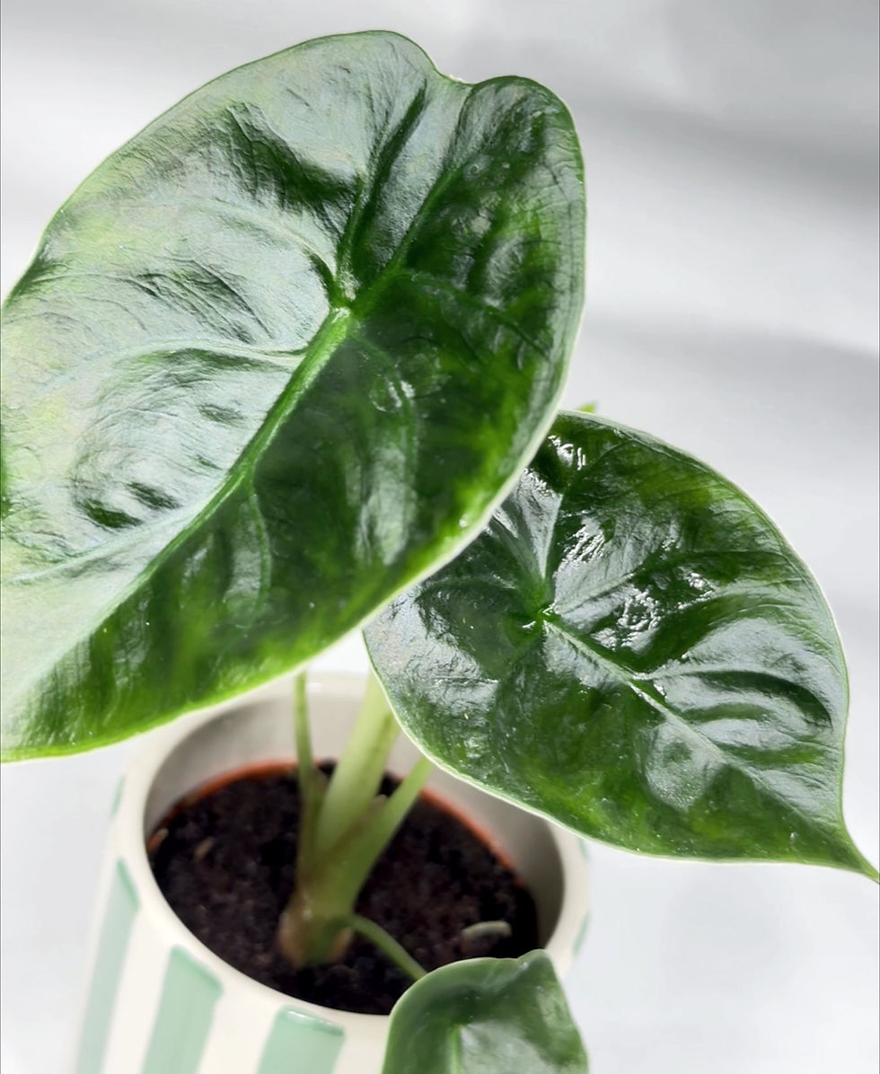 Thumbnail: Alocasia 'Golden Bone' - Baby