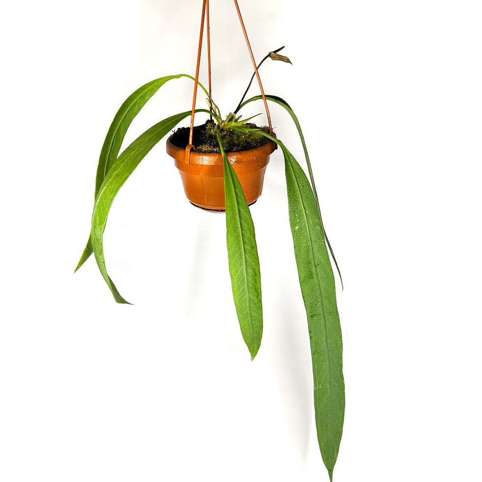 Anthurium Vittarifolium Hanging Houseplant 14cm Pot